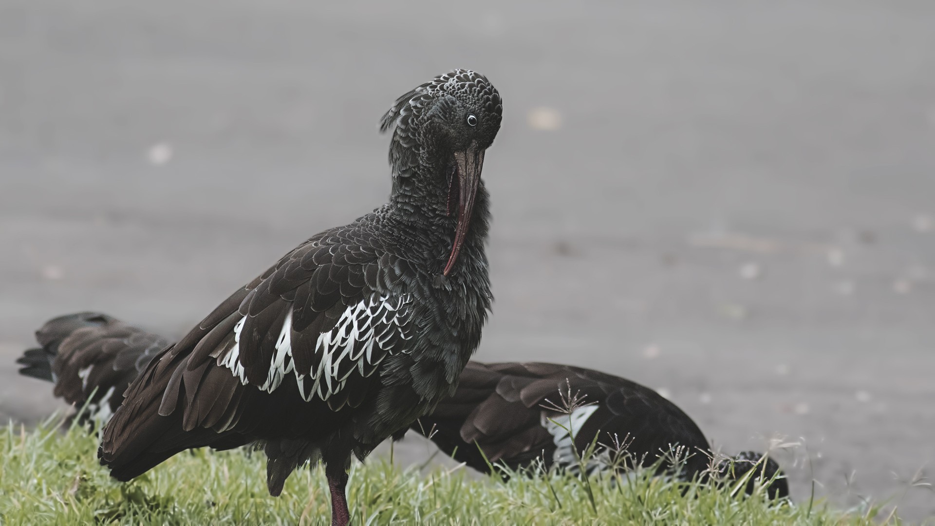 Wattled Ibis