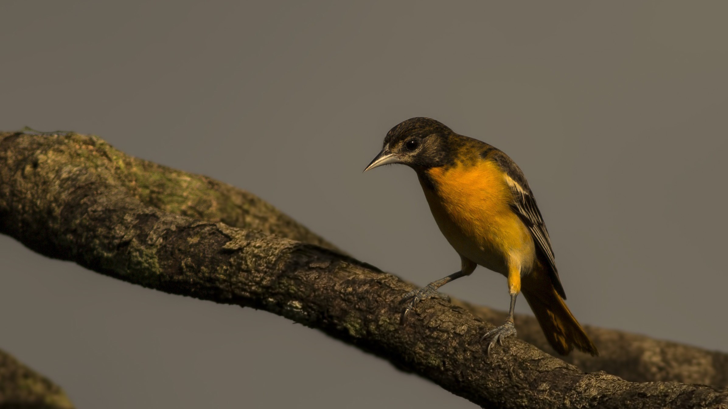 Baltimore Oriole
