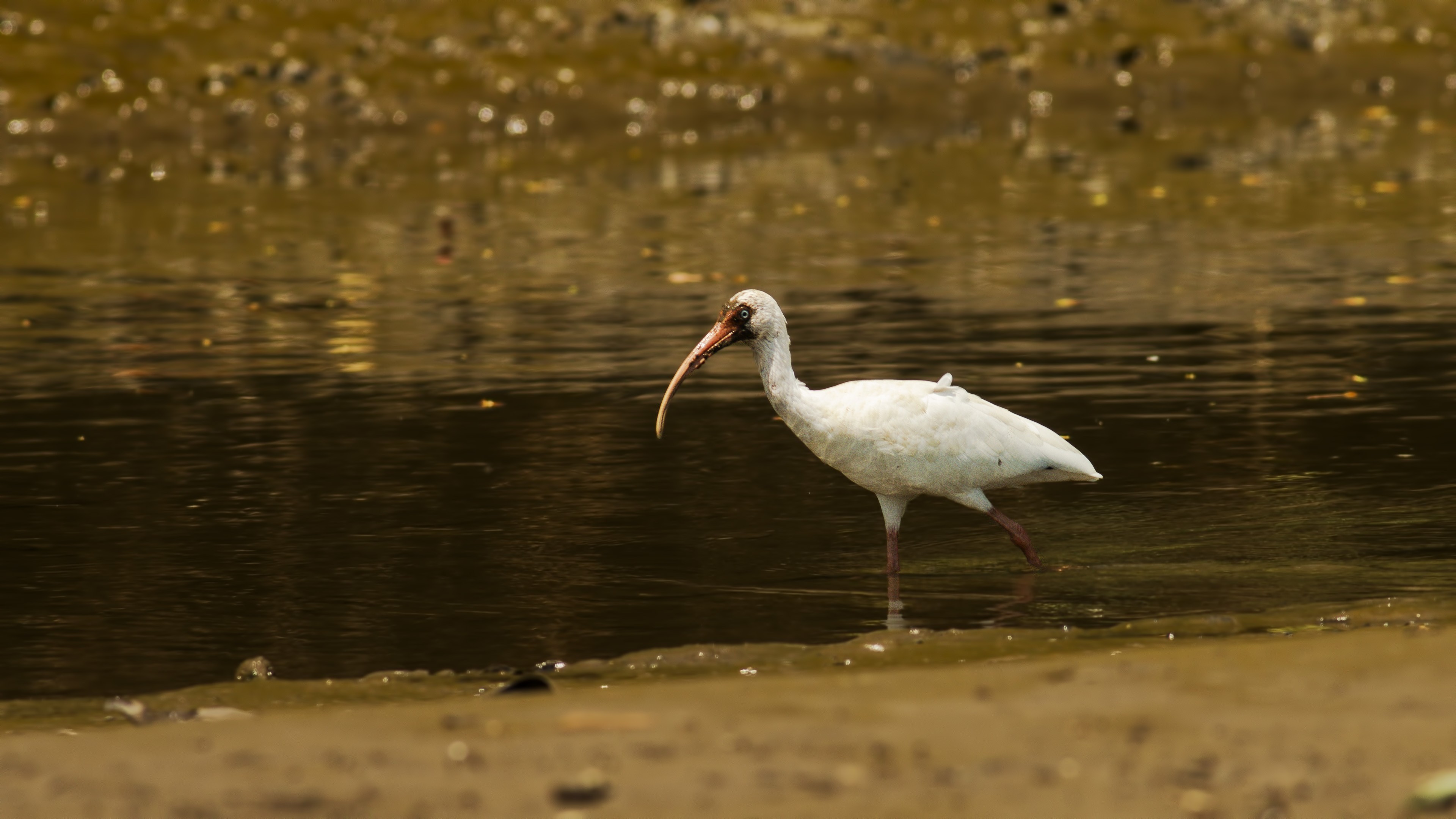 White Ibis