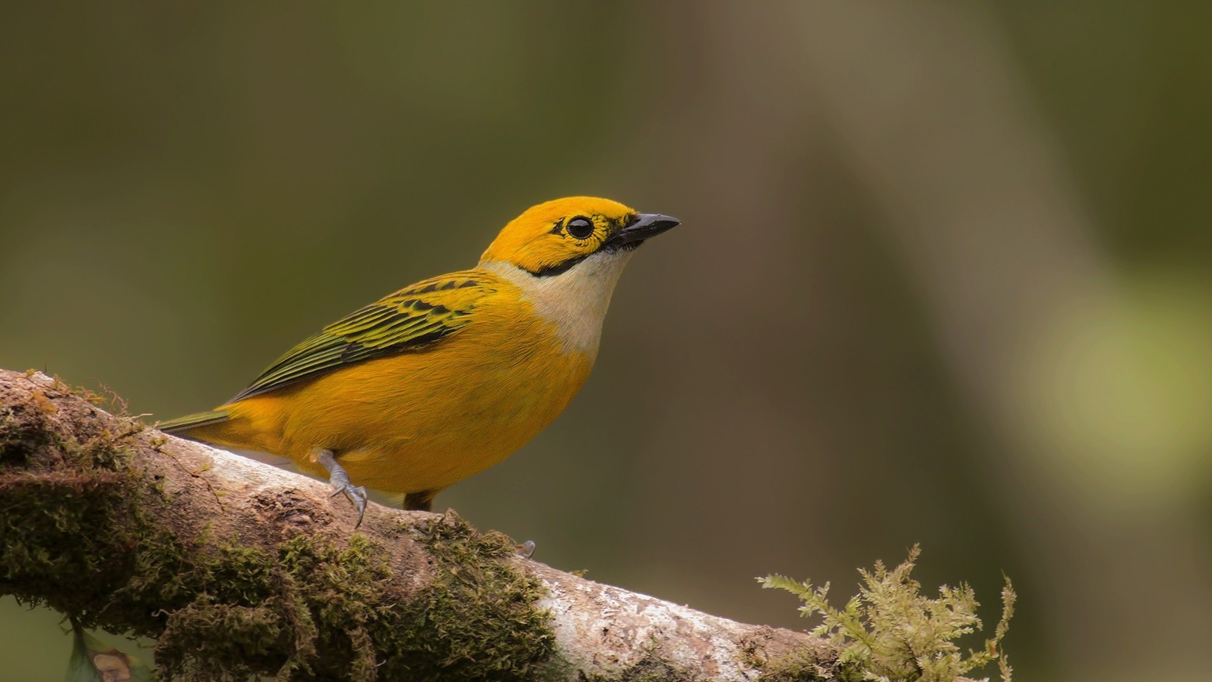 Silver-throated Tanager