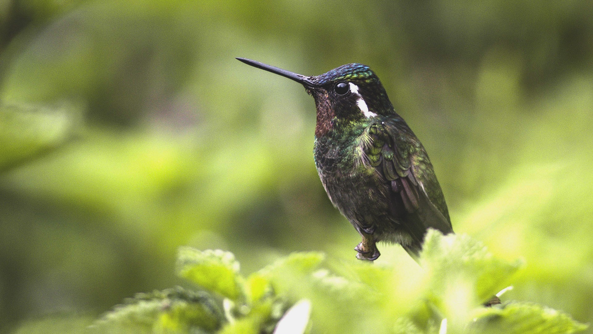 Purple-throated Mountain-gem — Ana fotoğraf
