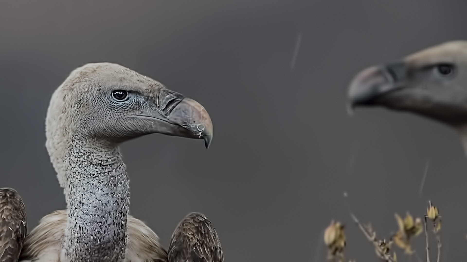 White-backed Vulture