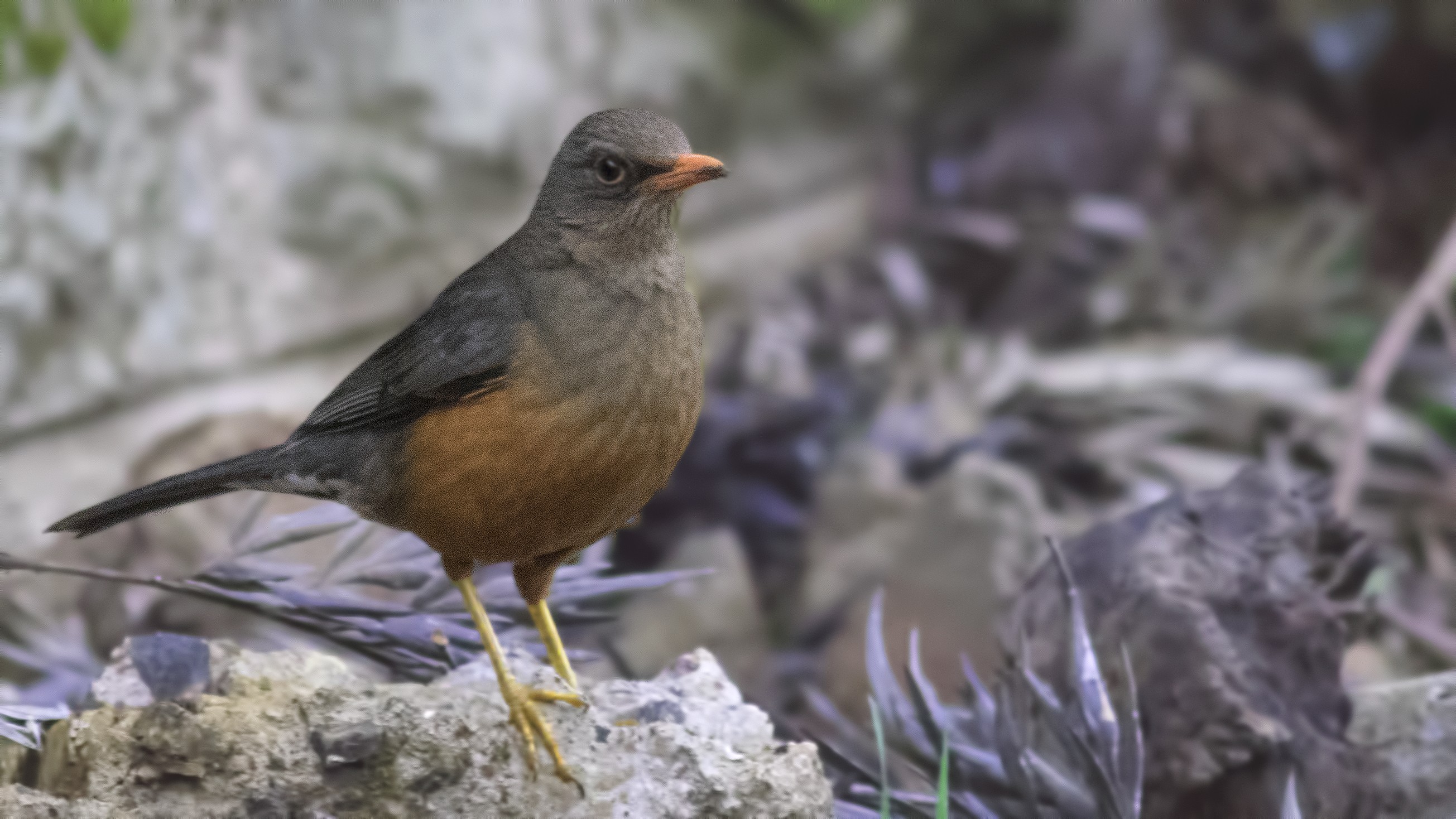 Abyssinian Thrush