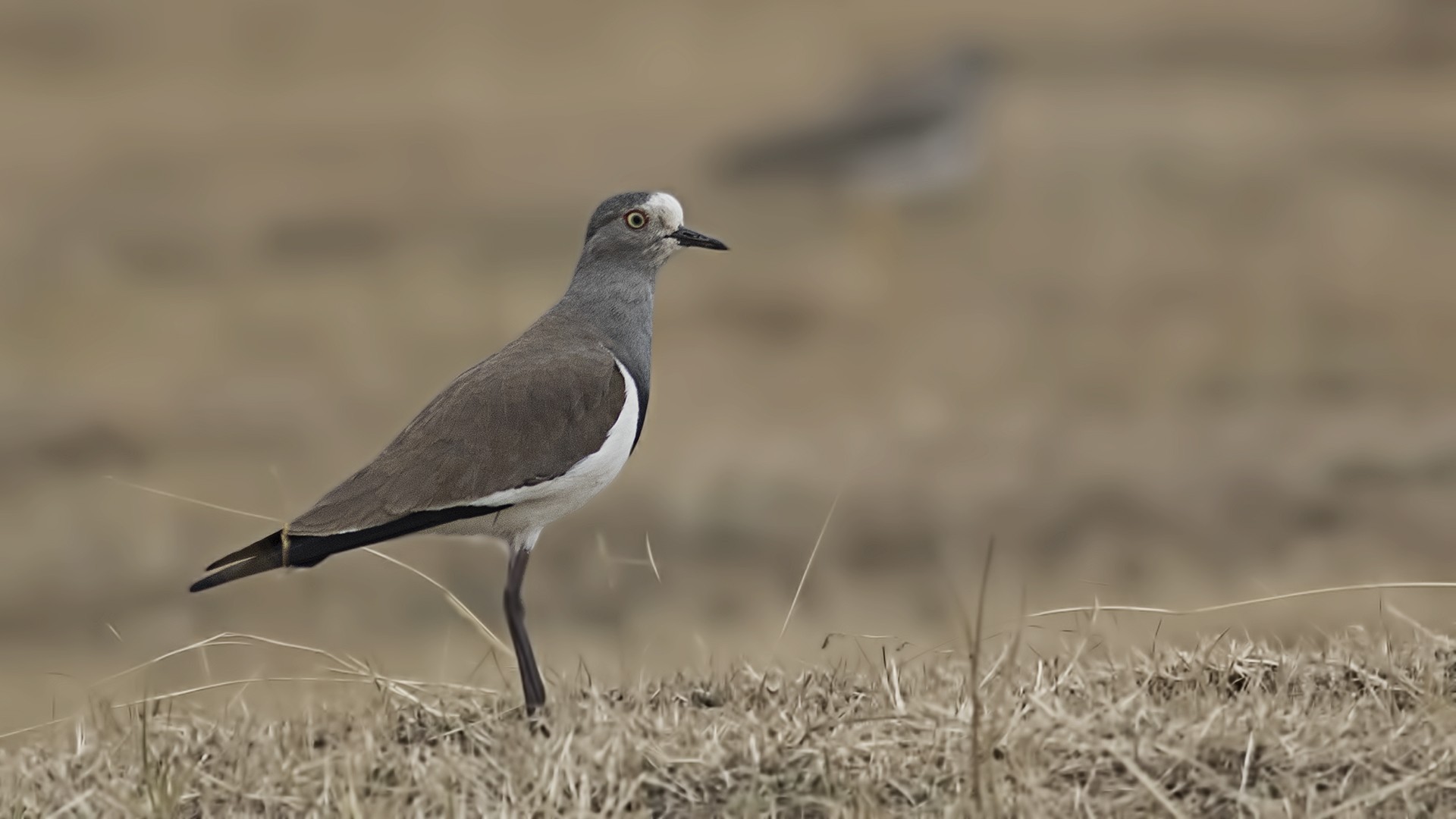 Black-winged Lapwing
