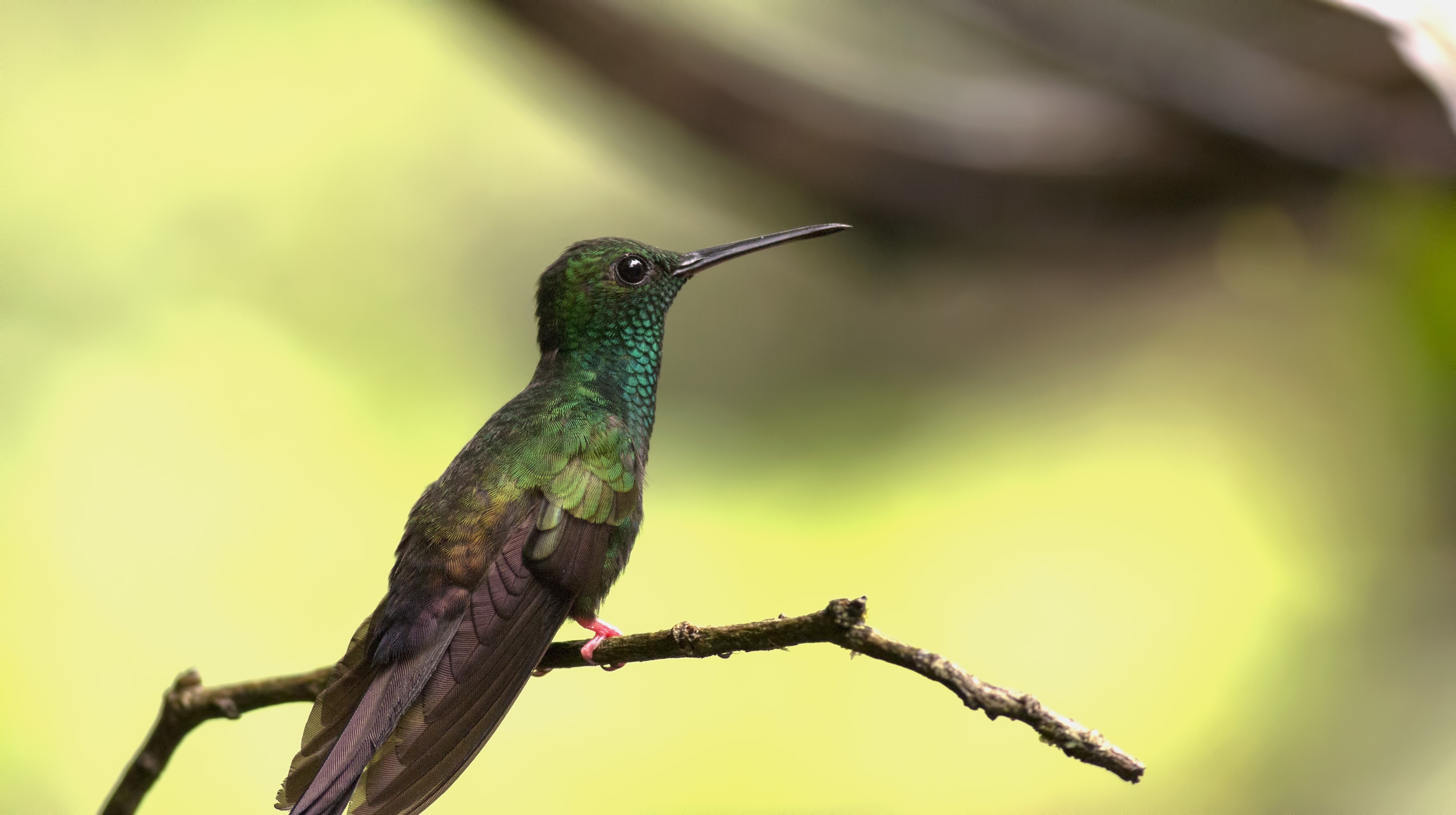 Mangrove Hummingbird