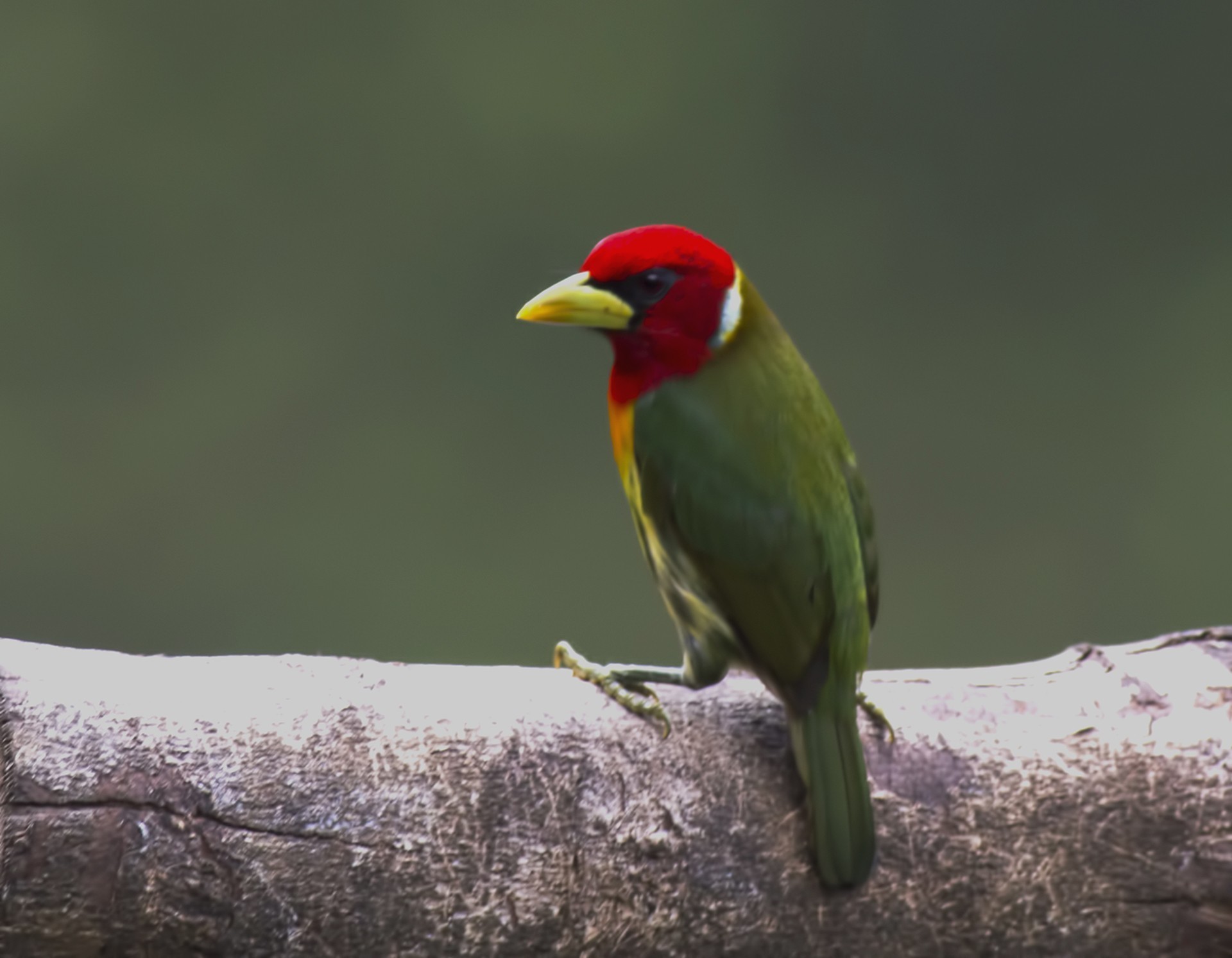 Red-headed Barbet