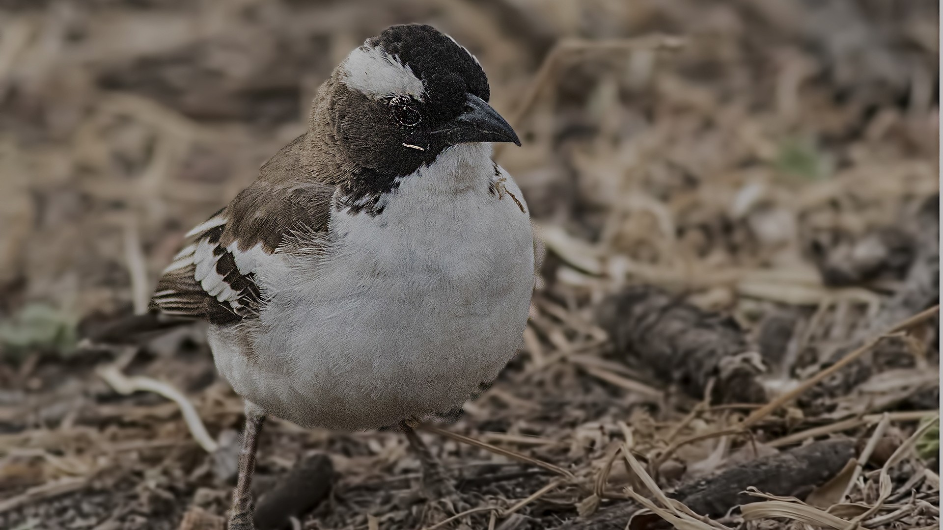 White-browed Sparrow-weaver