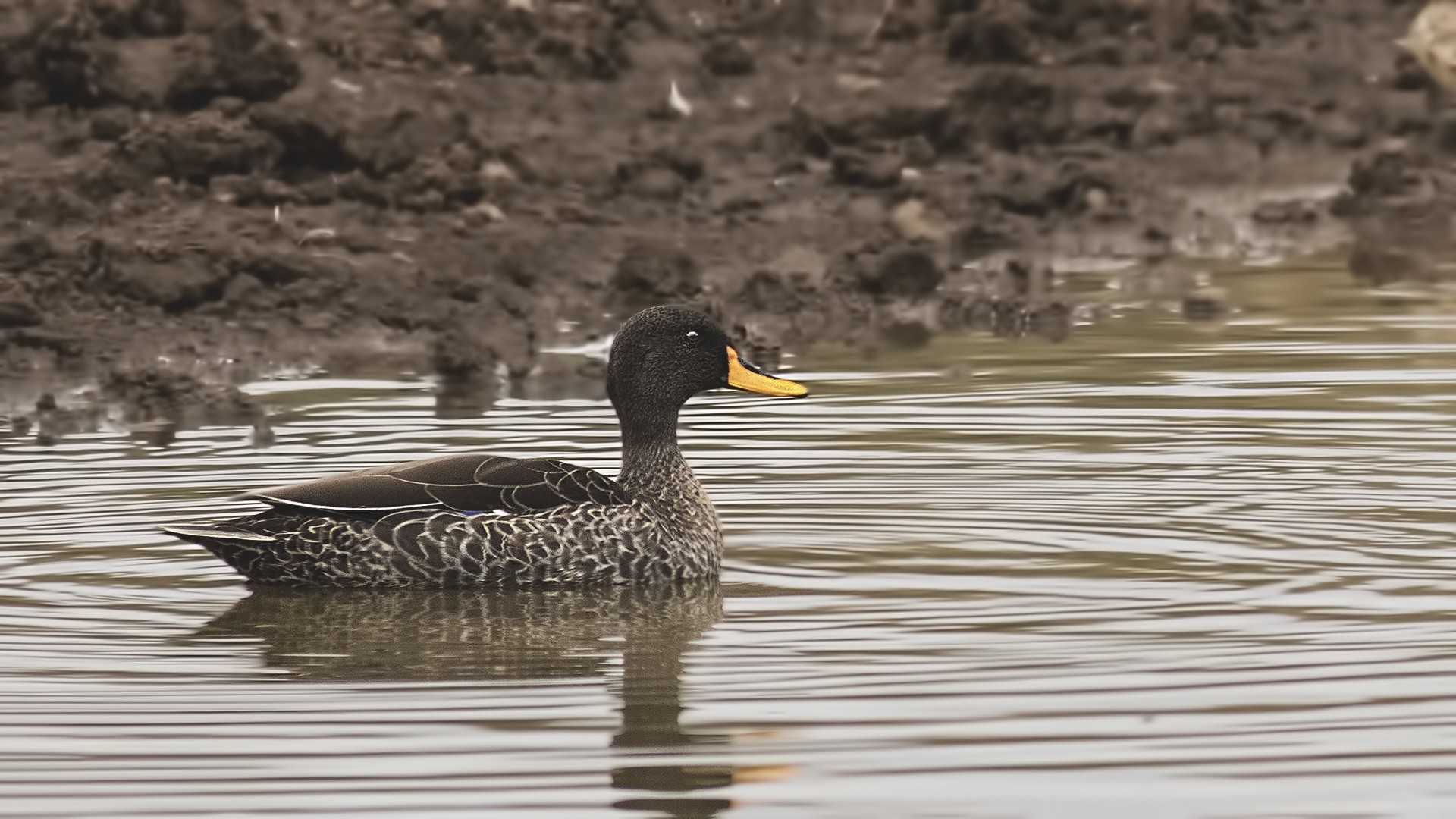 Yellow-billed Duck