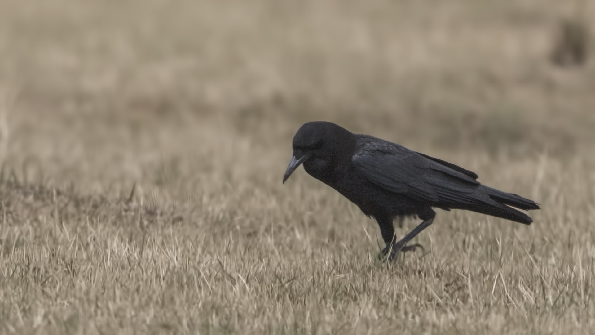 Cape Crow — Ana fotoğraf
