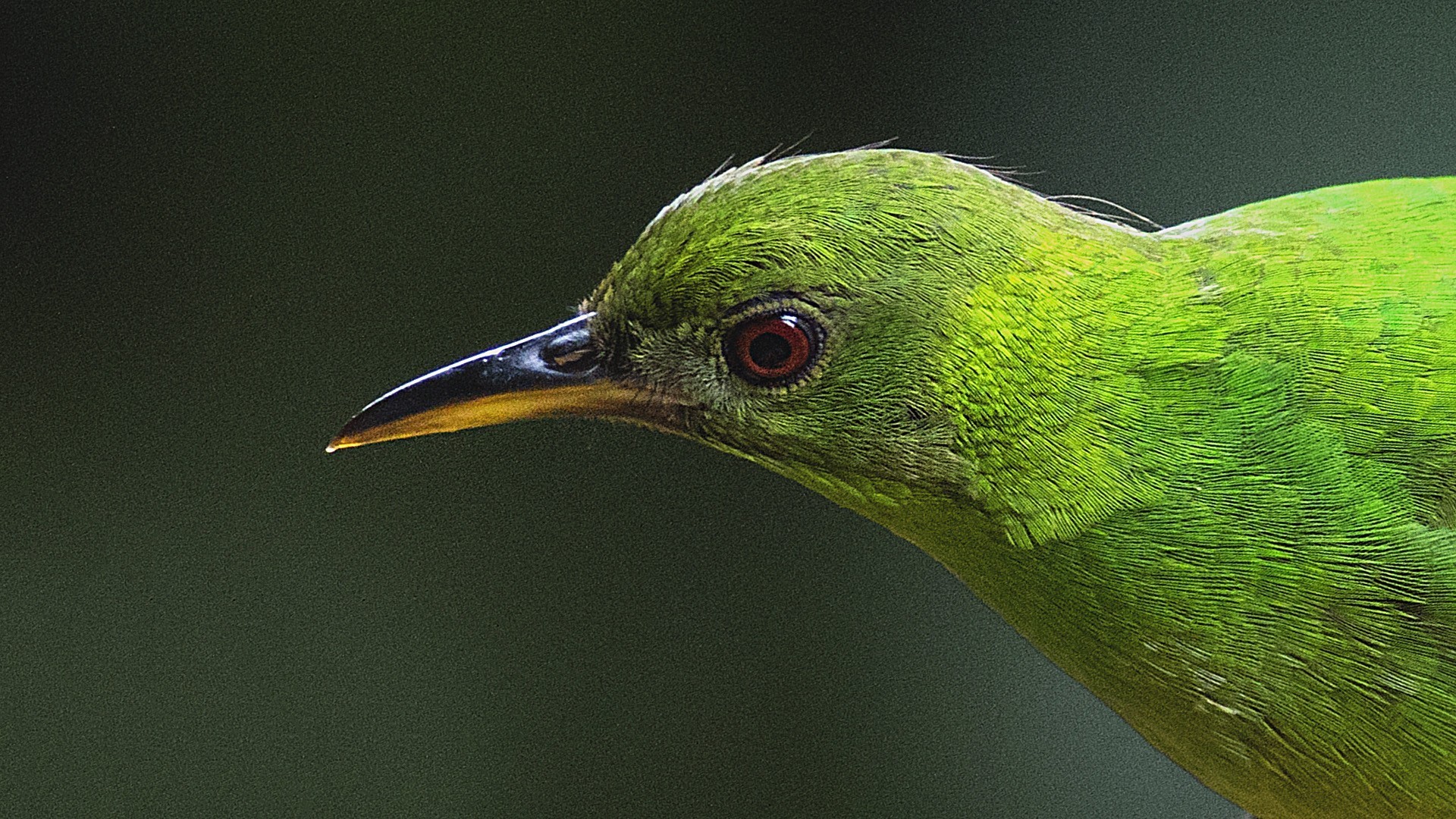 Green Honeycreeper