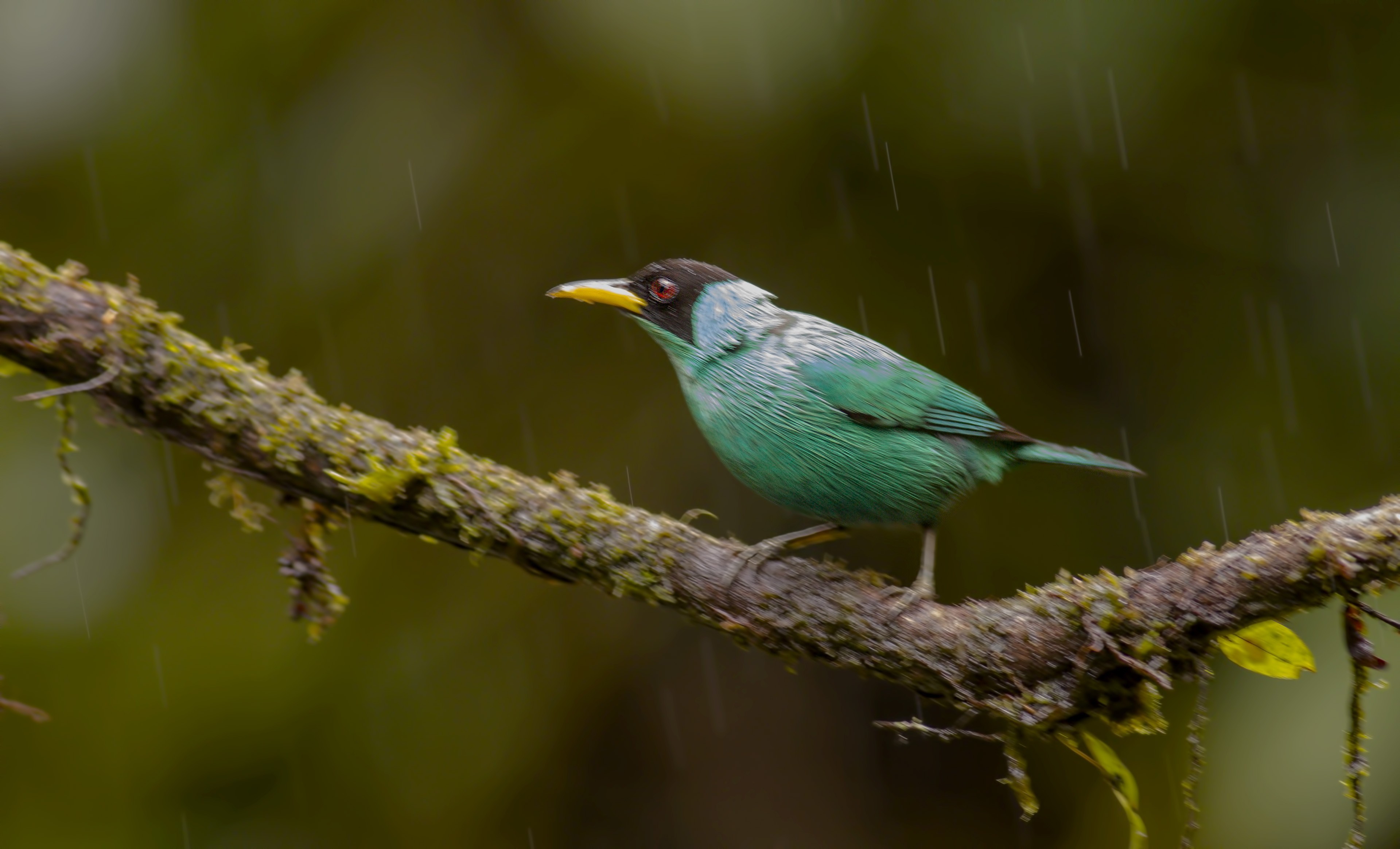 Green Honeycreeper