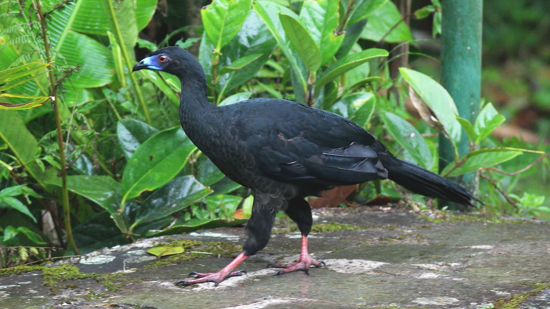 Black Guan