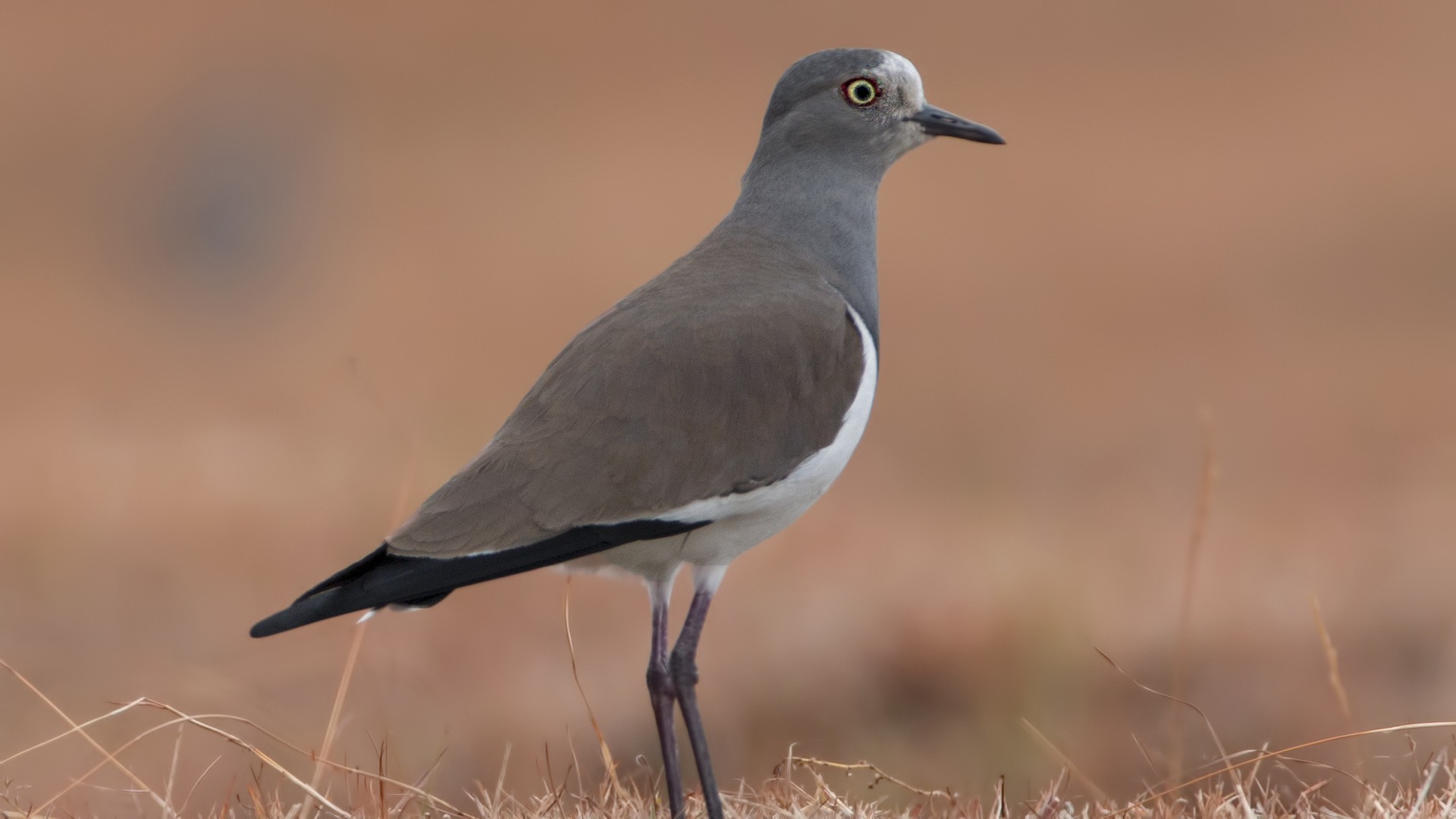 Black-winged Lapwing