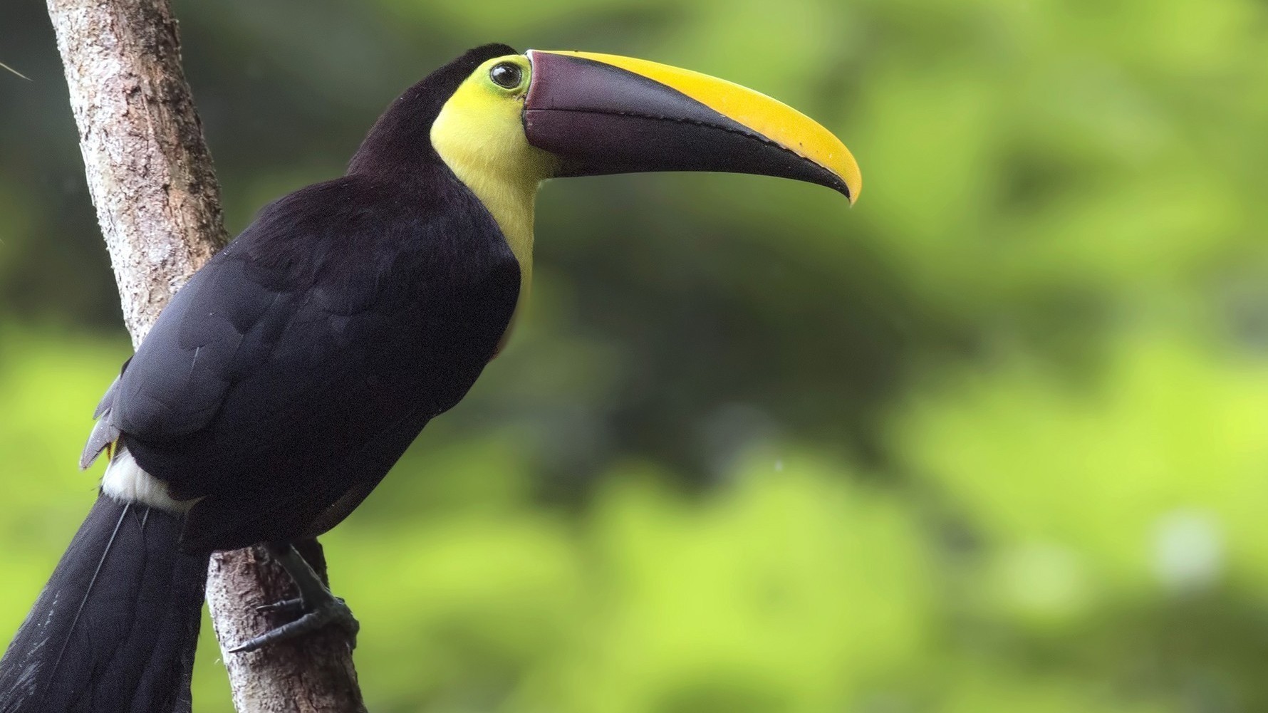 Yellow-throated Toucan — Ana fotoğraf