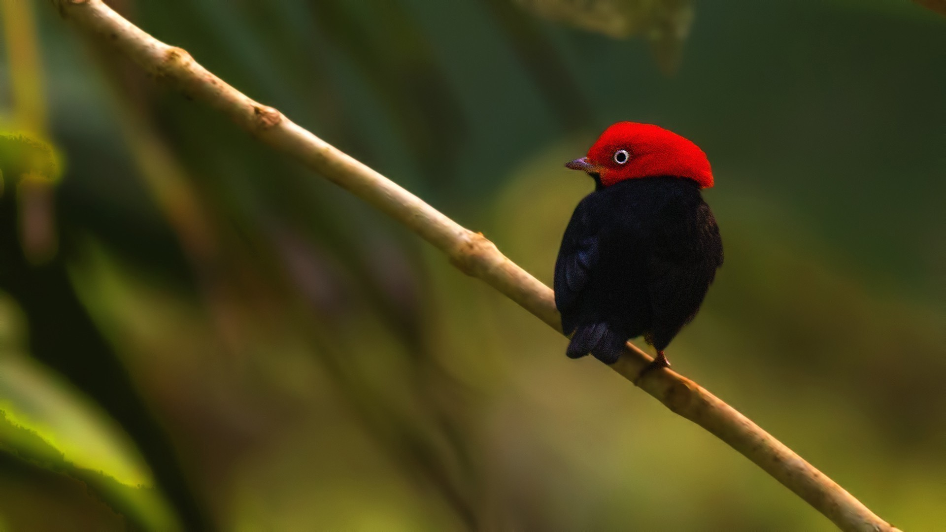 Red-capped Manakin