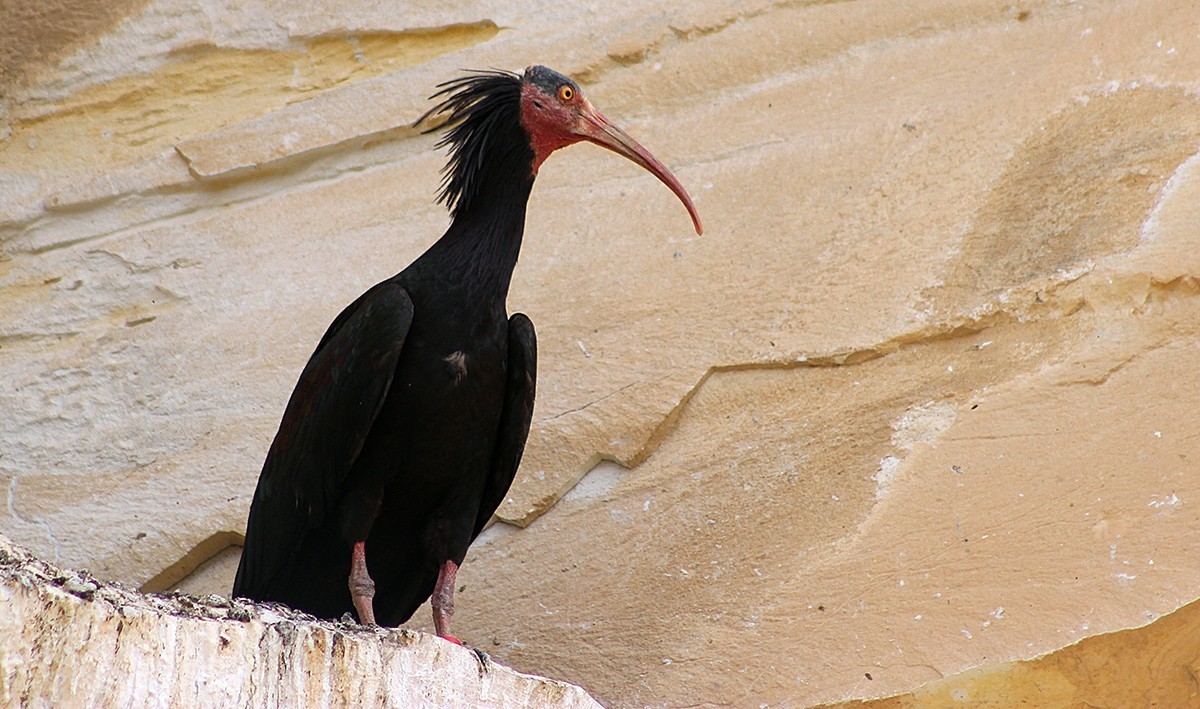Kelaynak
