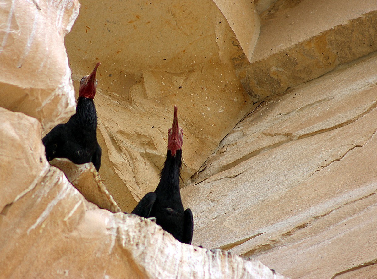 Kelaynak