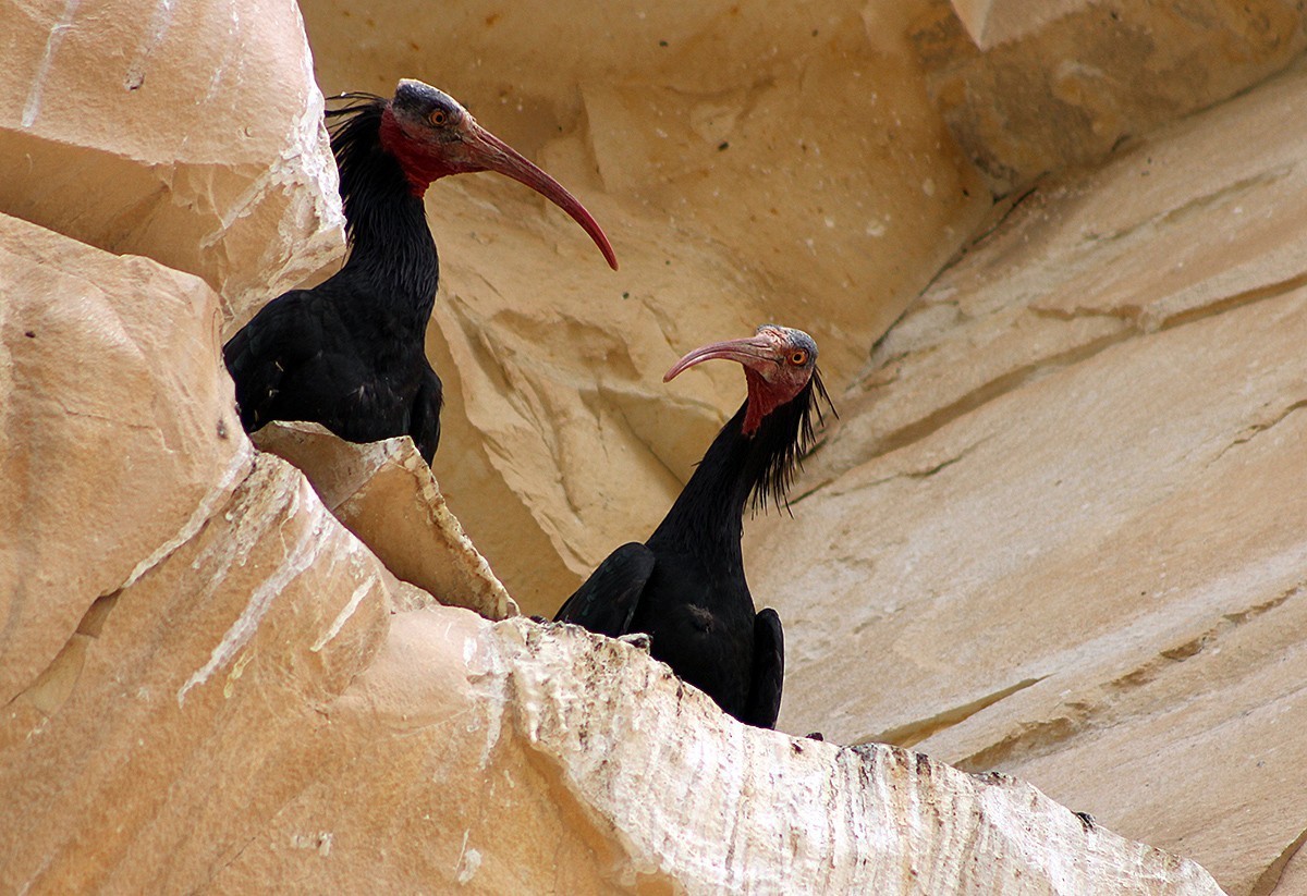 Kelaynak