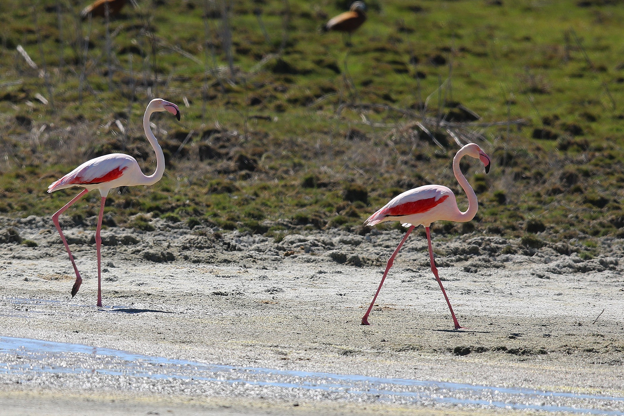 Flamingo