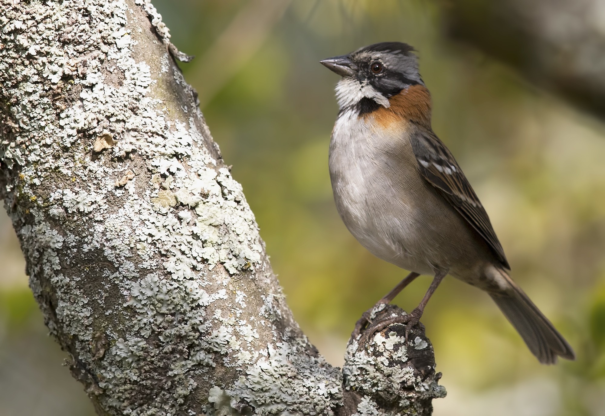 Rufous-collared Sparrow