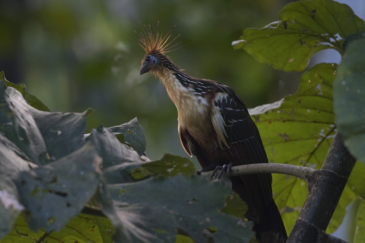 Hoatzin — Ana fotoğraf