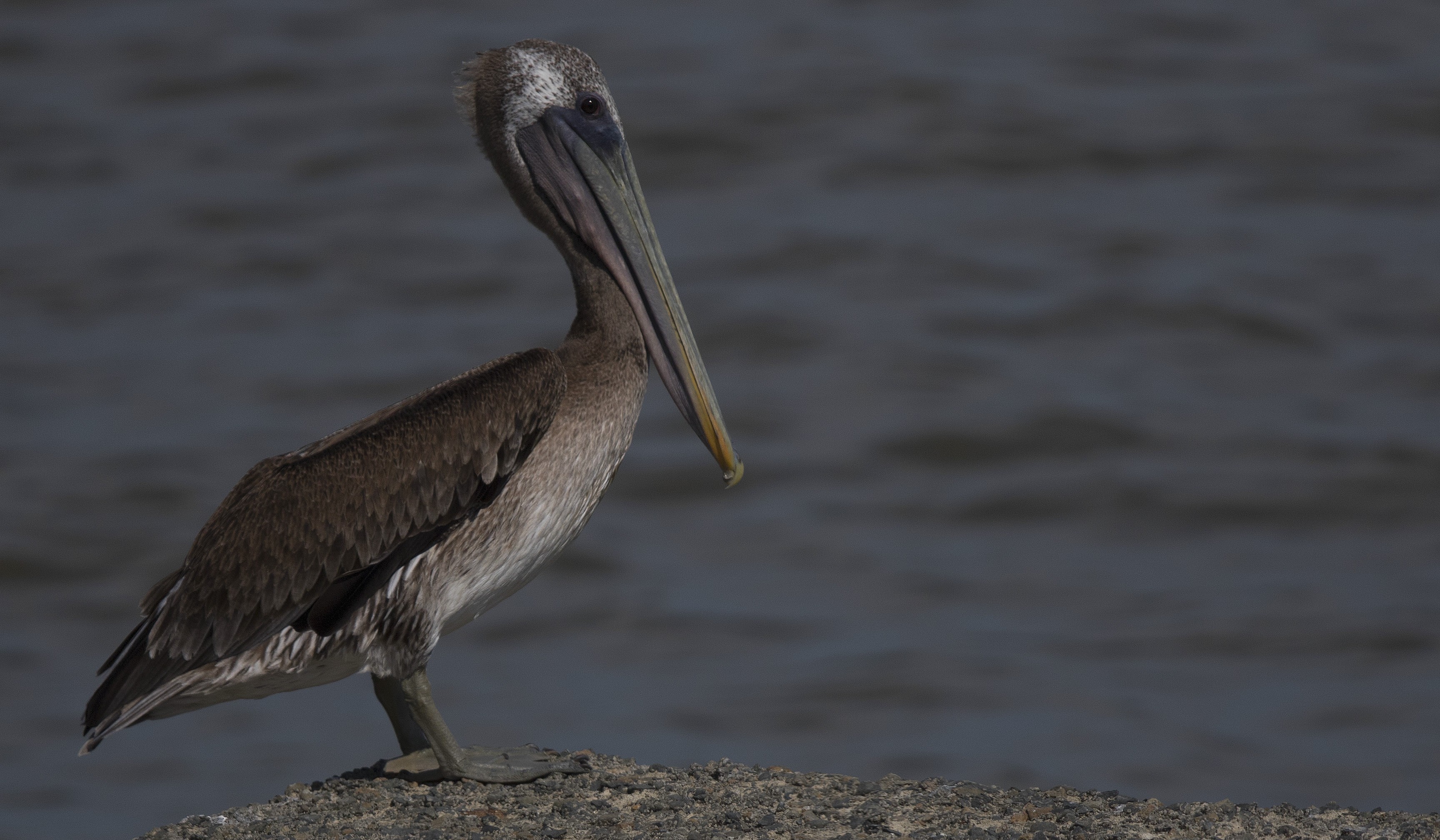 Brown Pelican