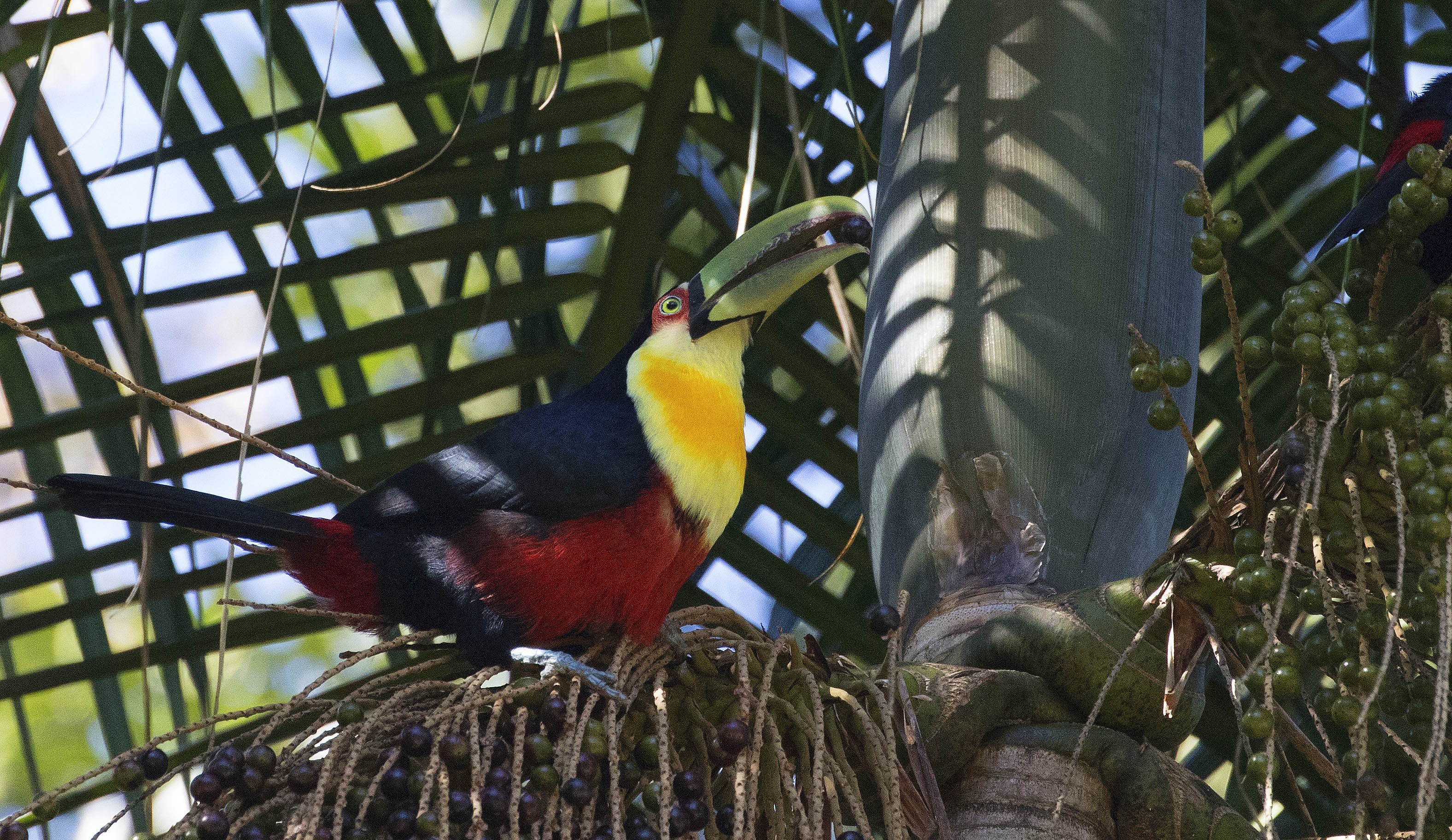 Red-breasted Toucan — Ana fotoğraf