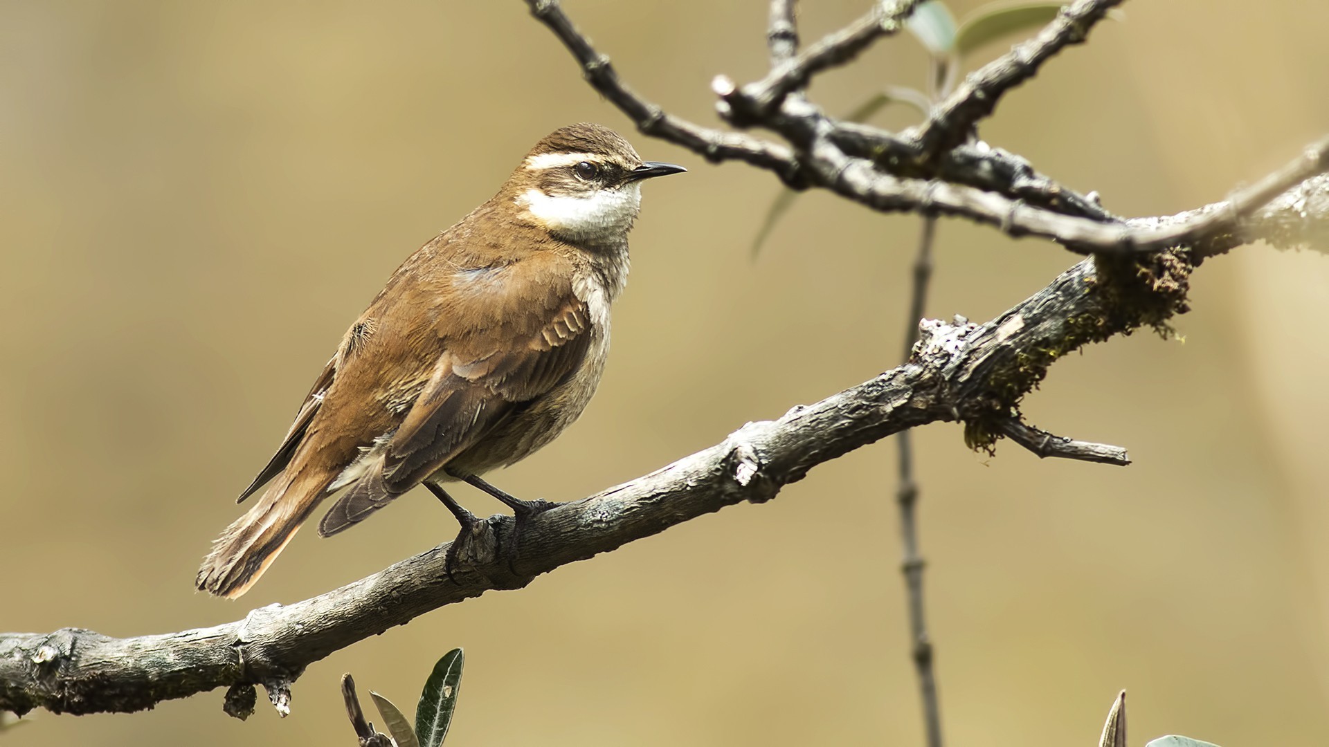 Bar-winged Cinclodes — Ana fotoğraf