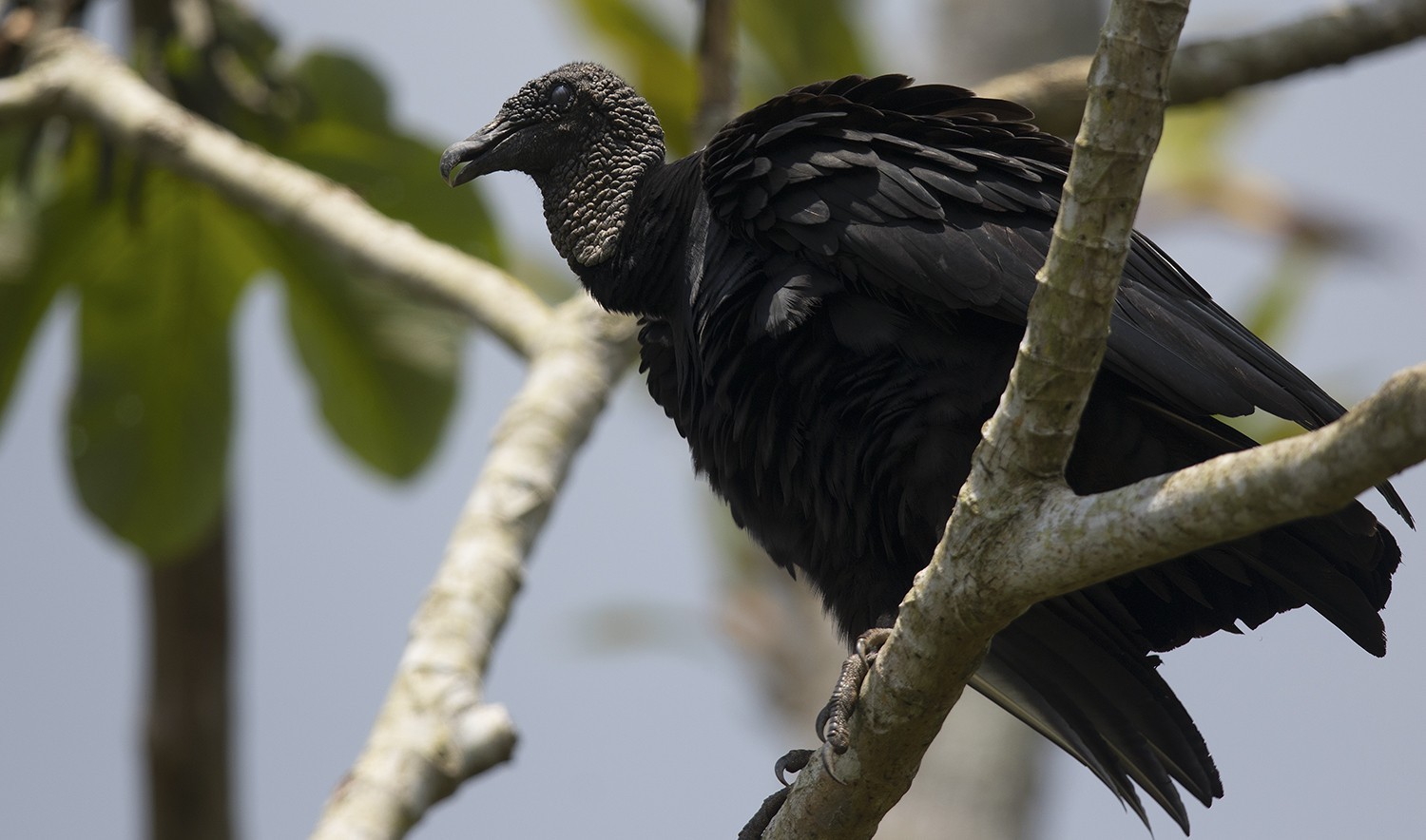 American Black Vulture