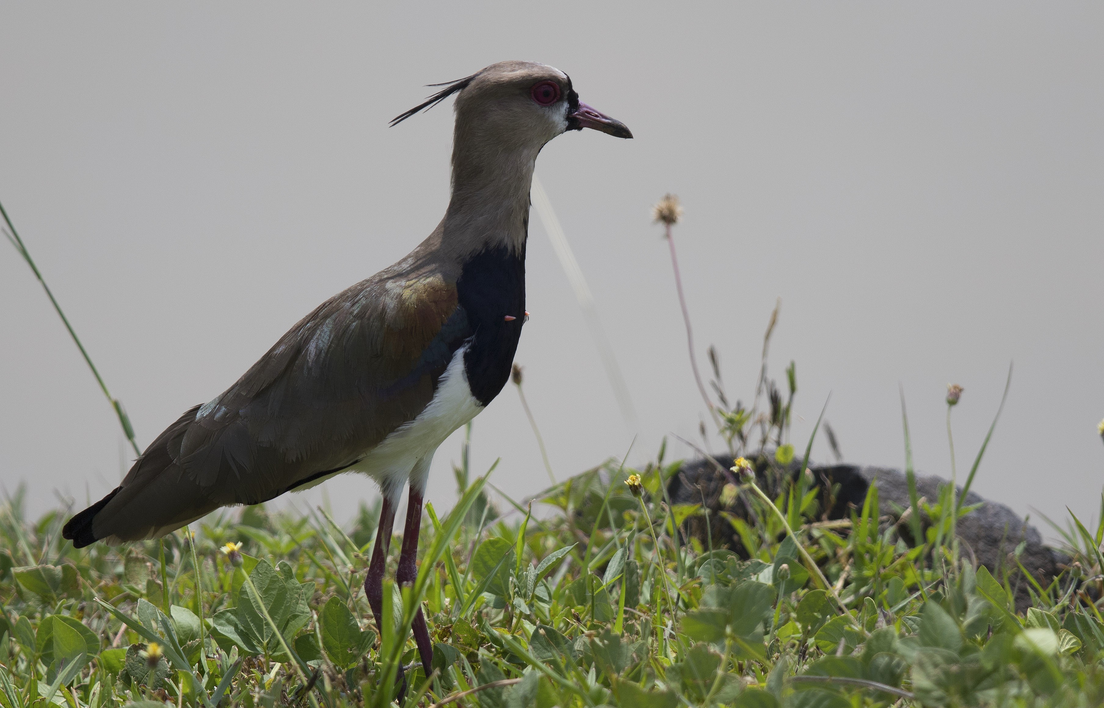 Southern Lapwing
