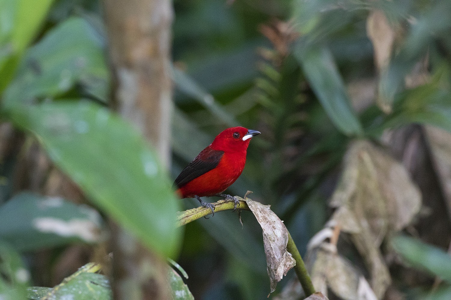 Brazilian Tanager — Ana fotoğraf