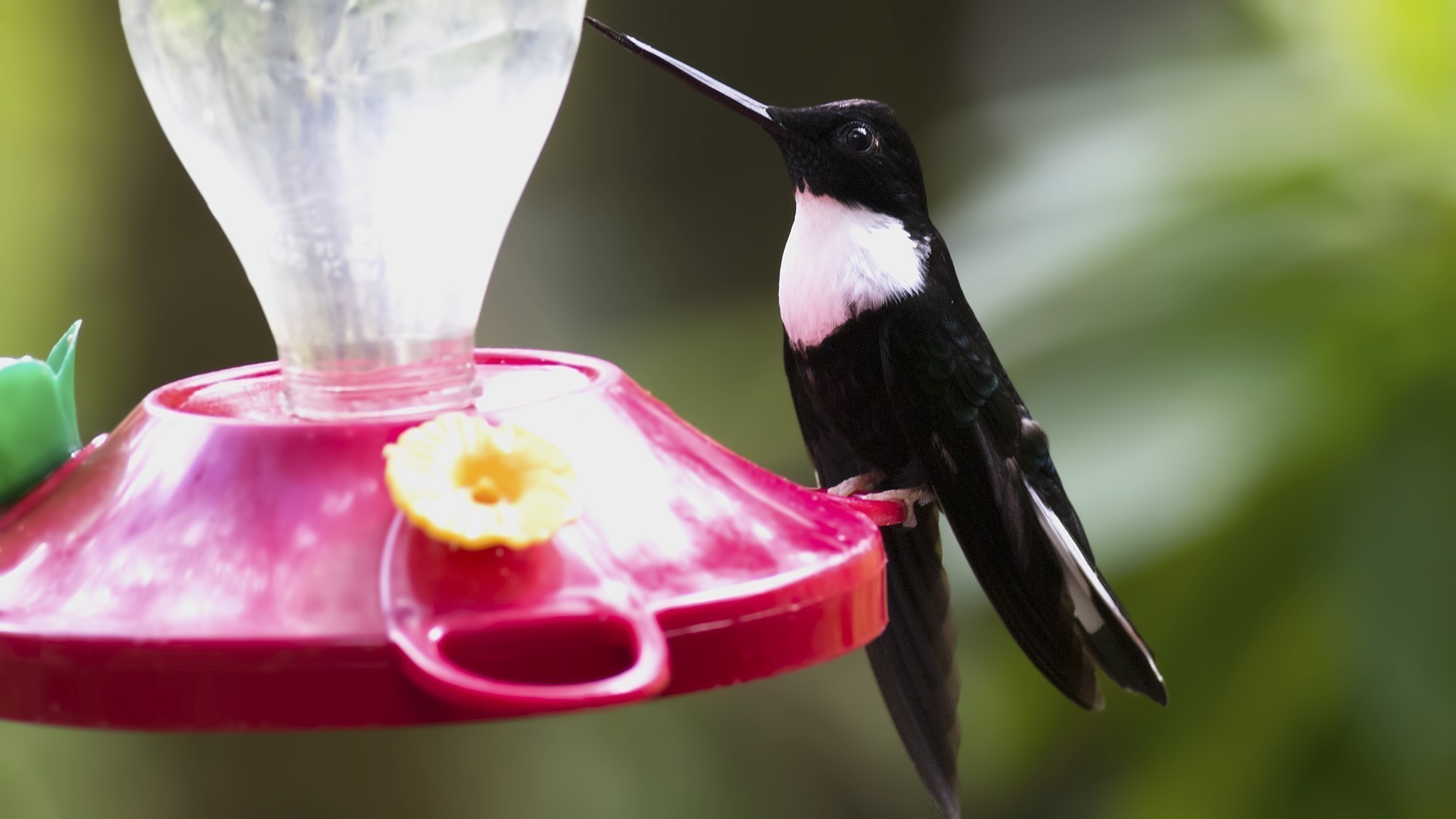 Collared Inca