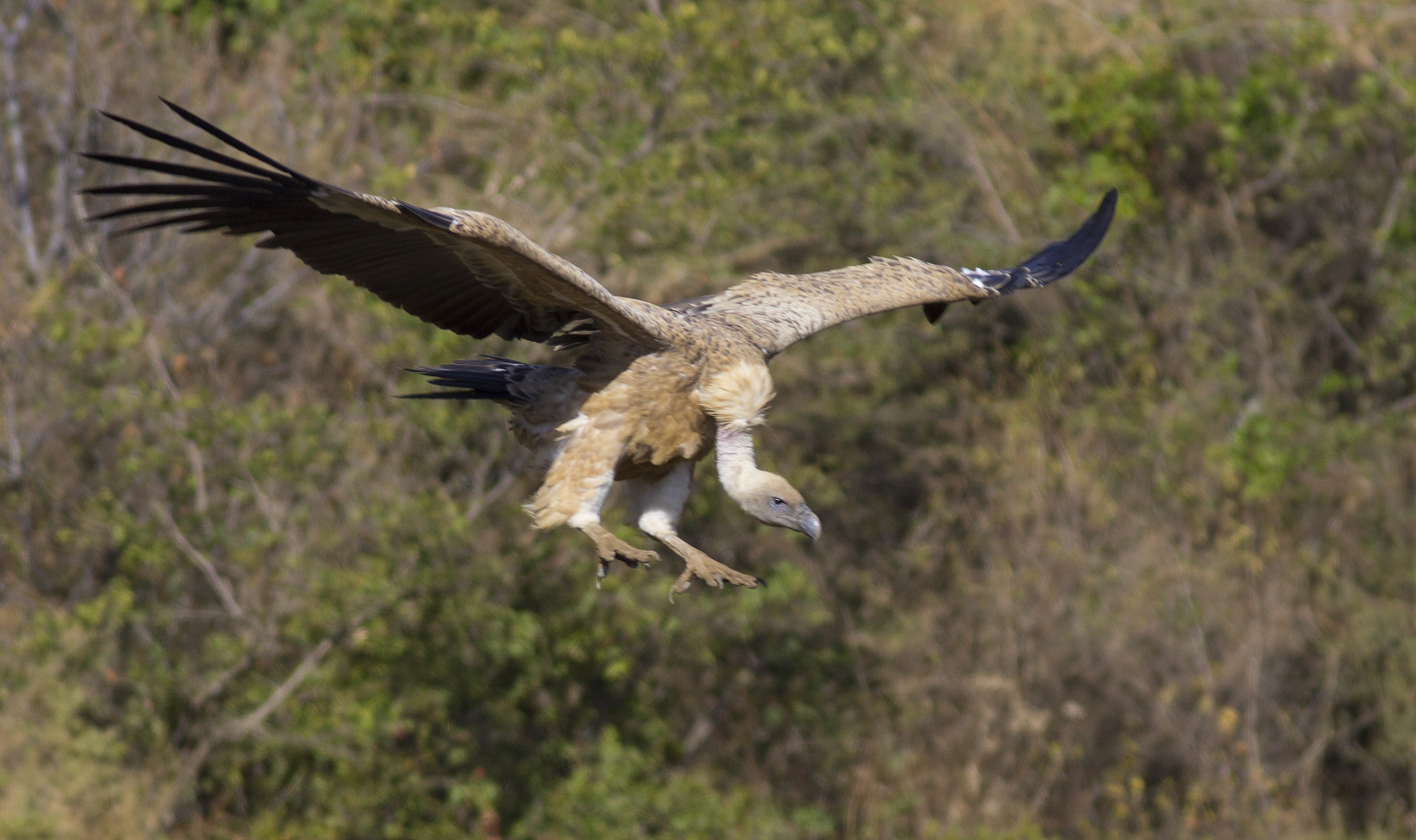 White-backed Vulture