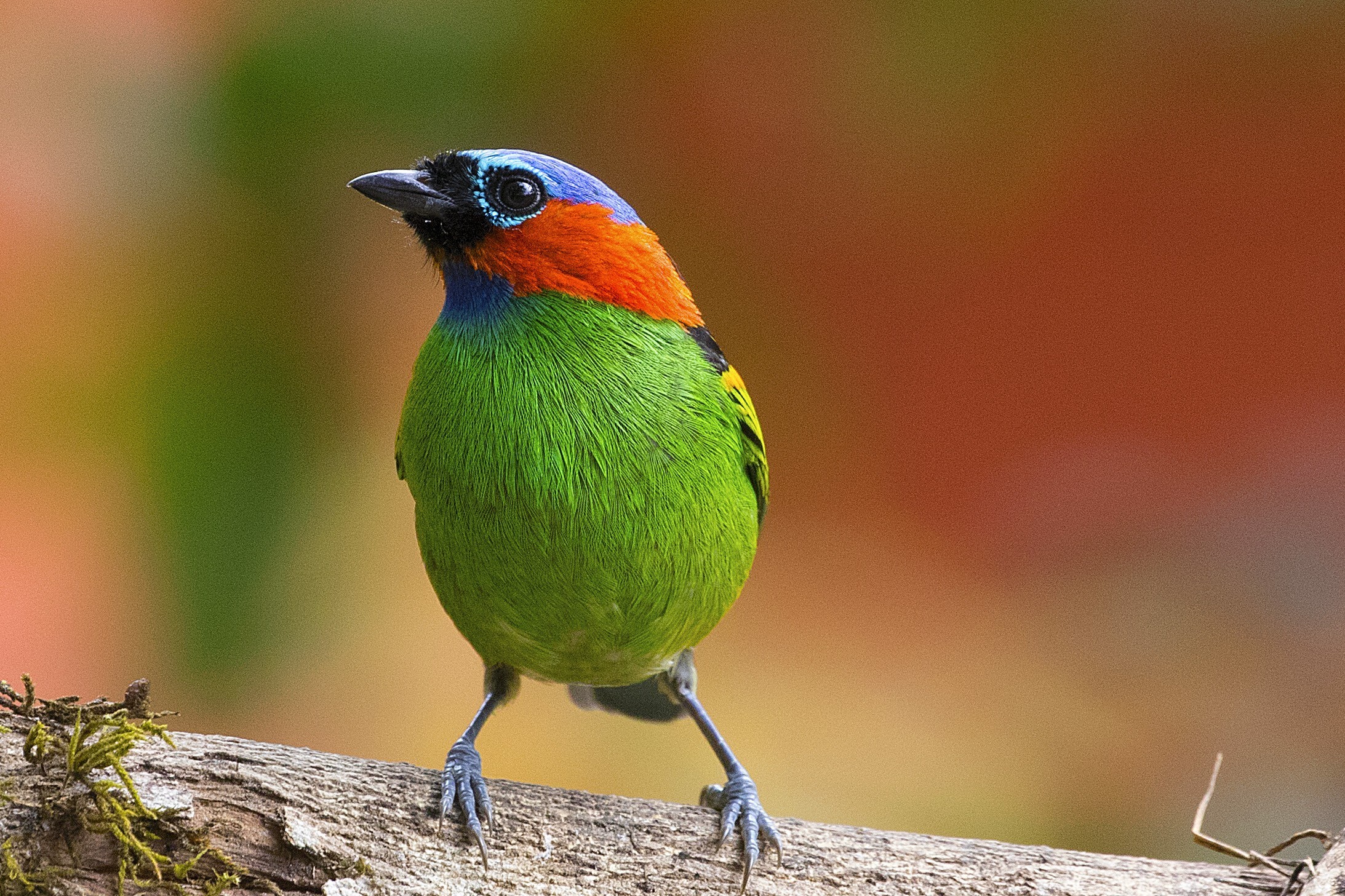 Dusky-capped Greenlet