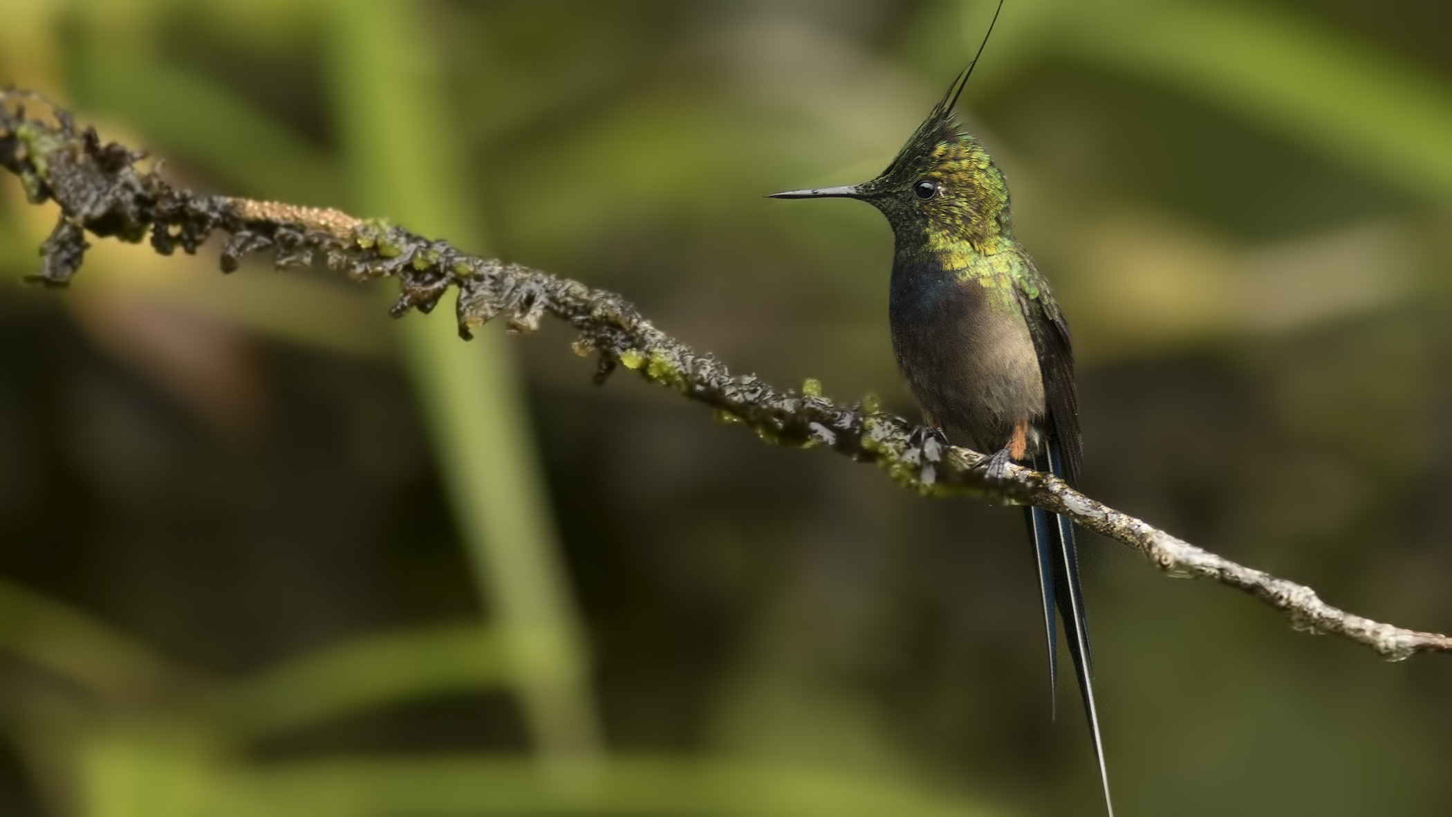 Wire-crested Thorntail
