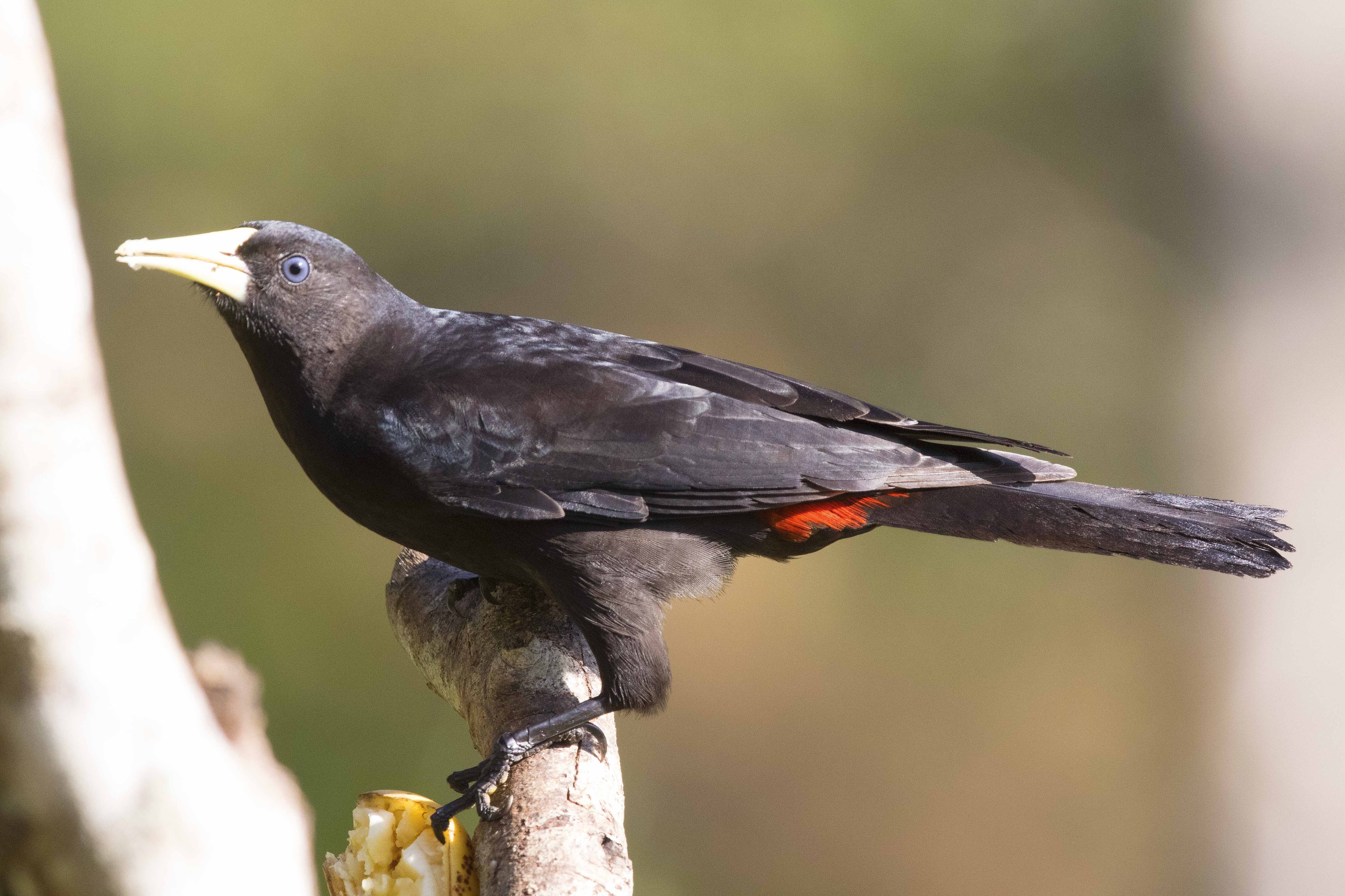 Red-rumped Cacique — Ana fotoğraf