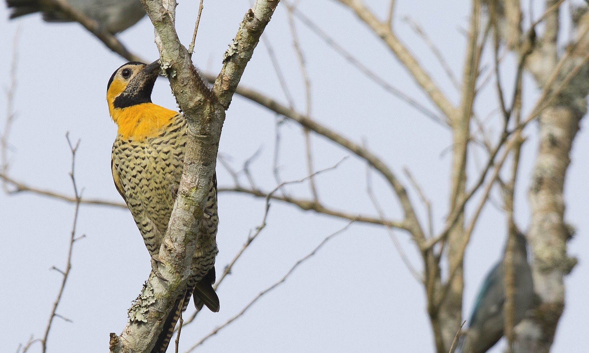 Campo Flicker