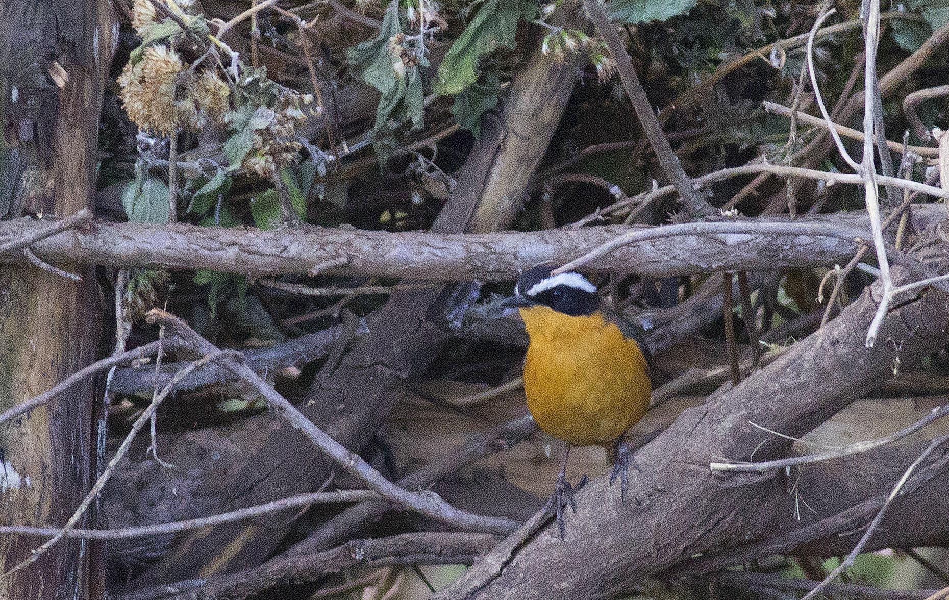Rüppell's Robin-chat — Ana fotoğraf