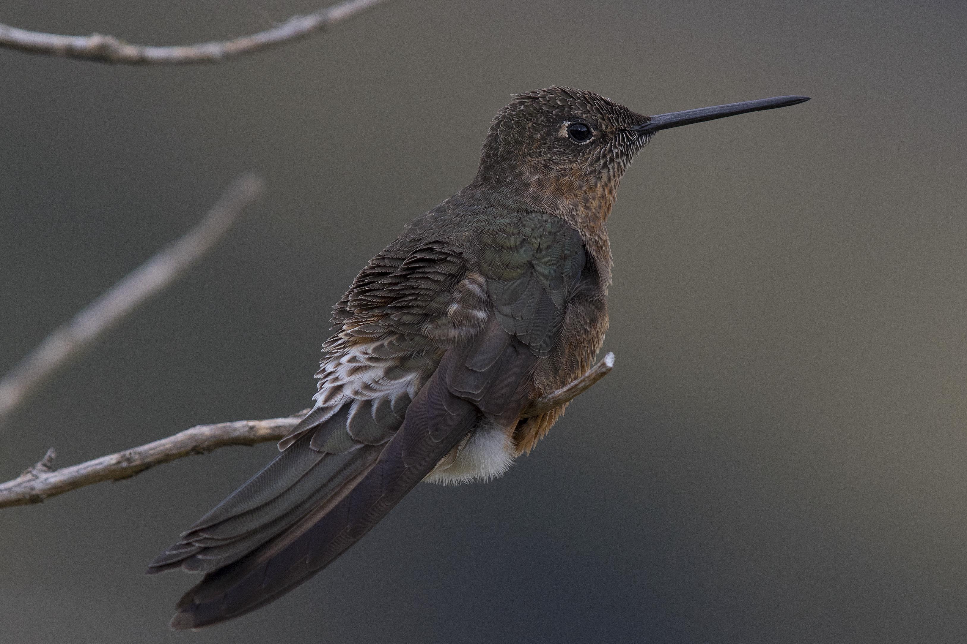 Giant Hummingbird — Ana fotoğraf