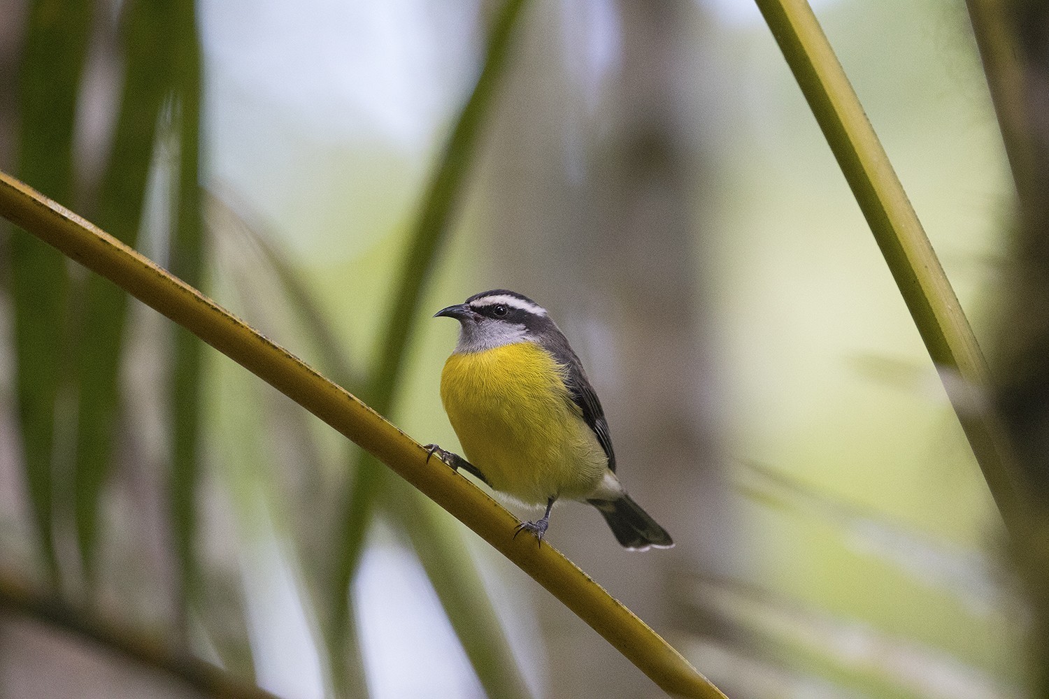 Bananaquit