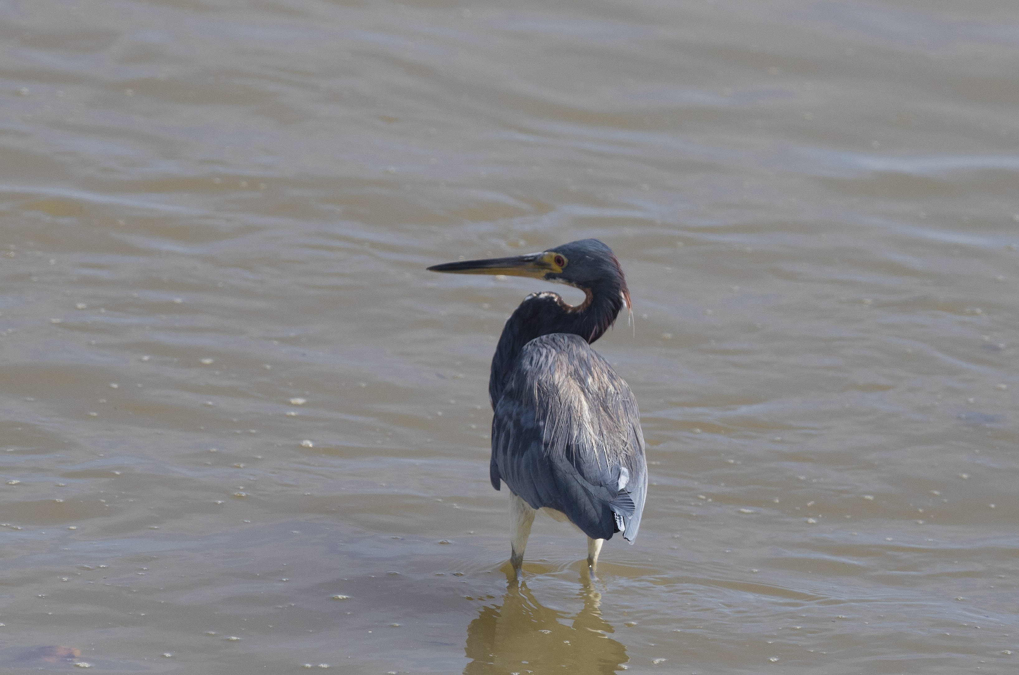 Tricolored Heron