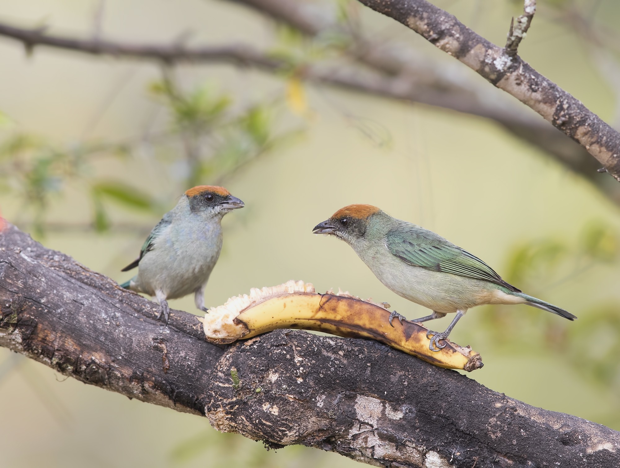 Scrub Tanager