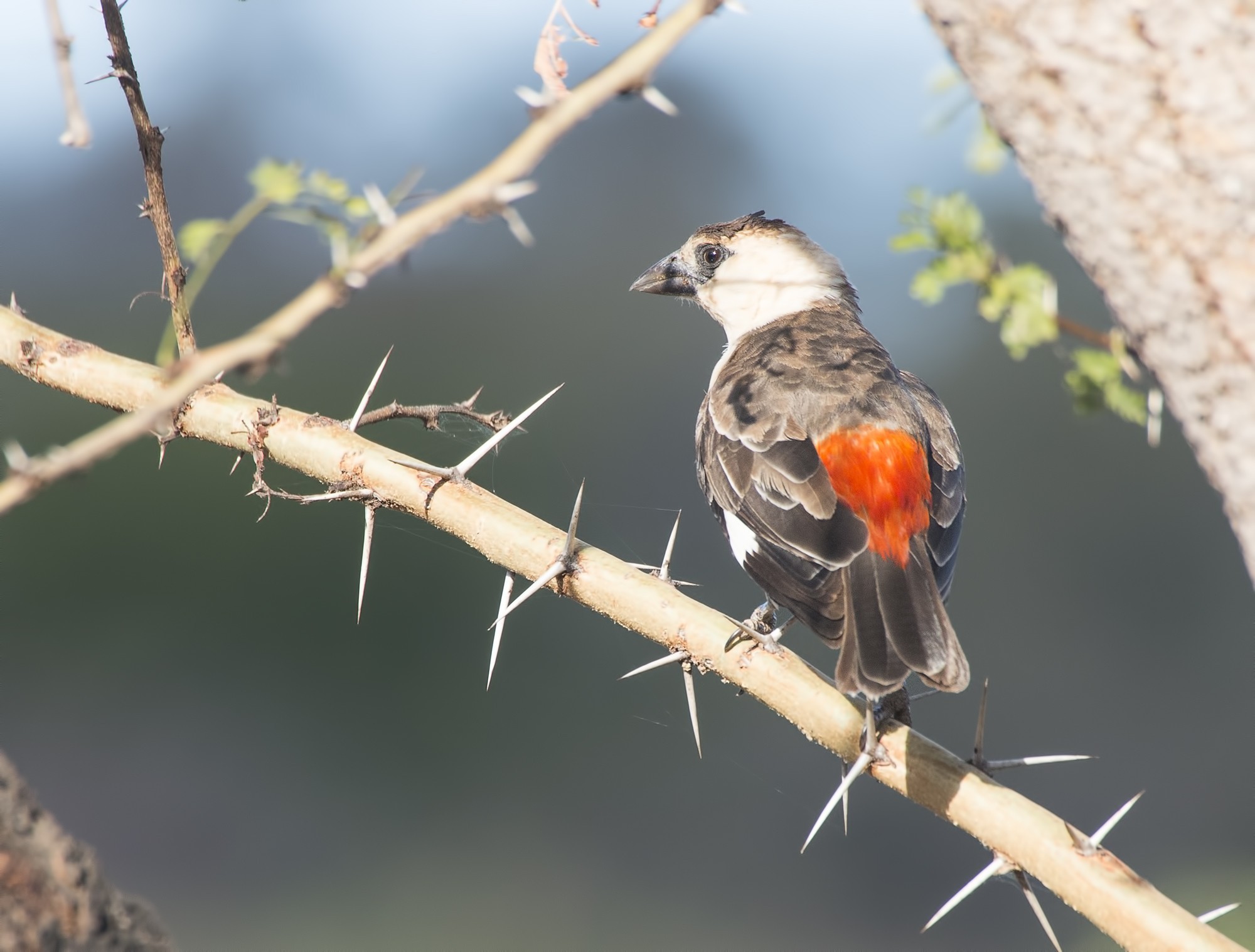 White-headed Buffalo-weaver