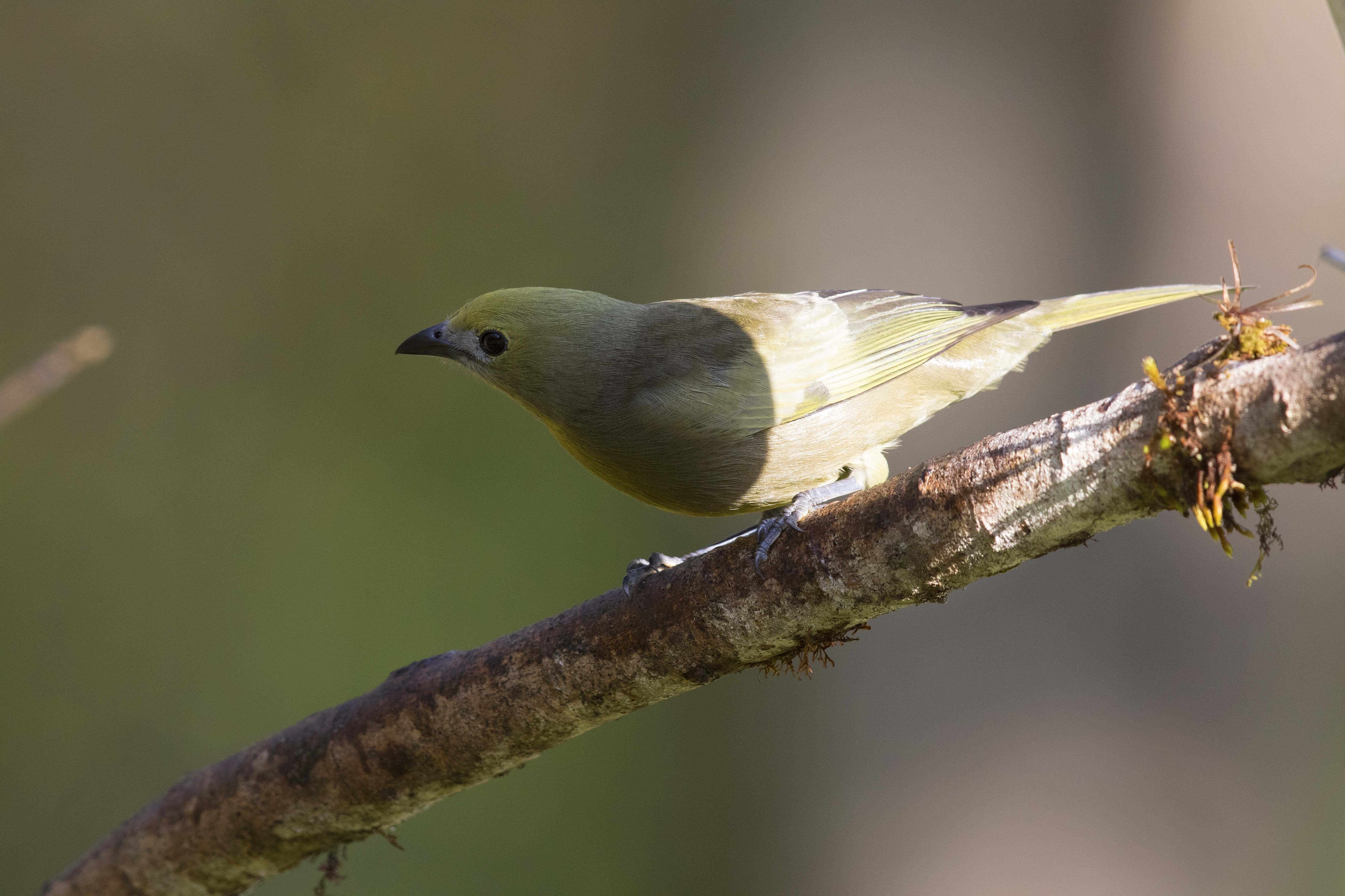Palm Tanager