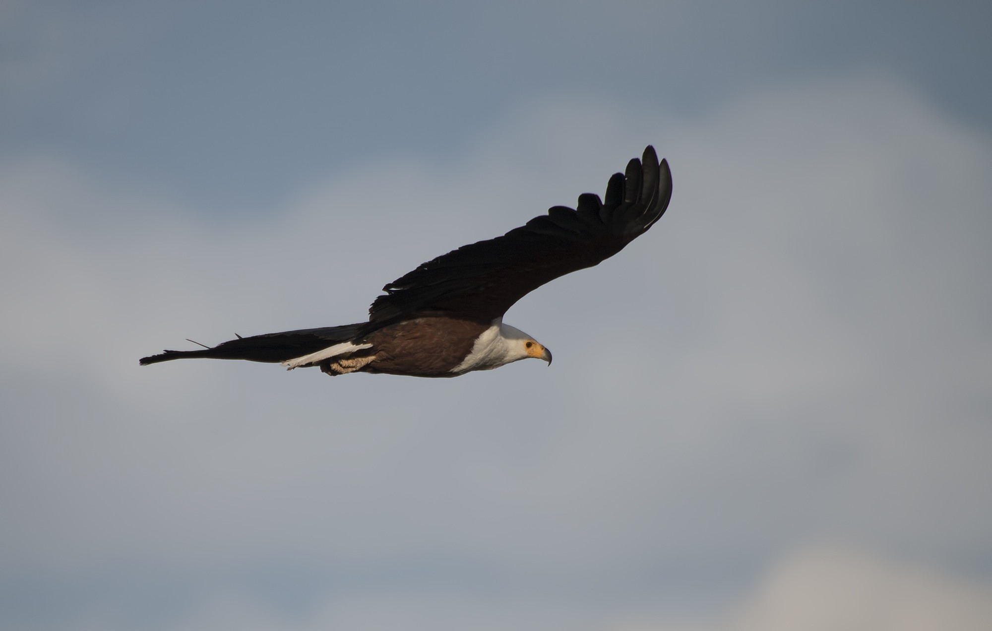 African Fish-eagle