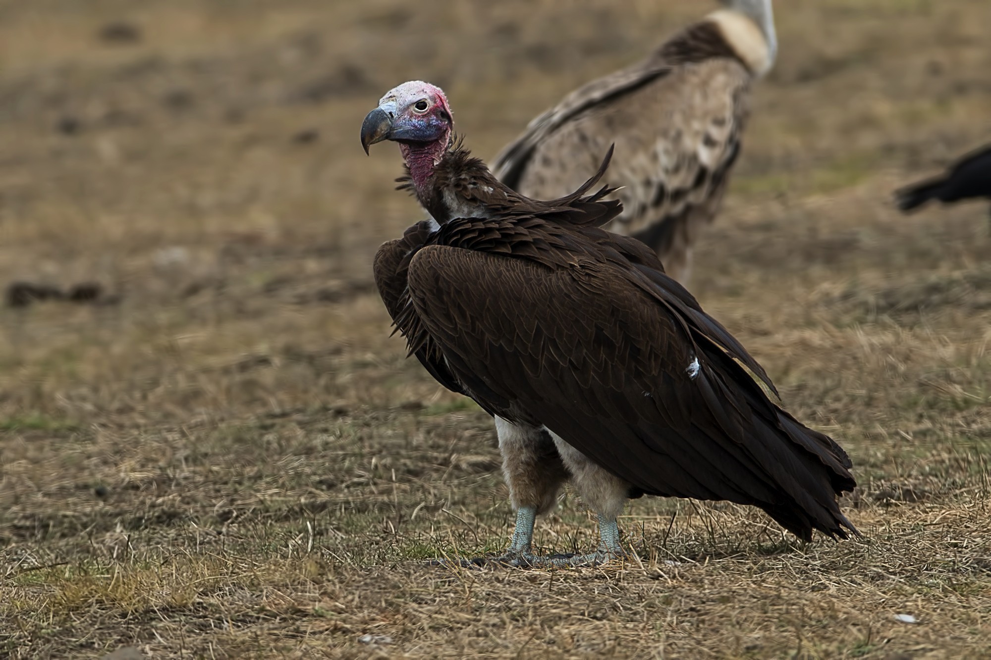 Lappet-faced Vulture