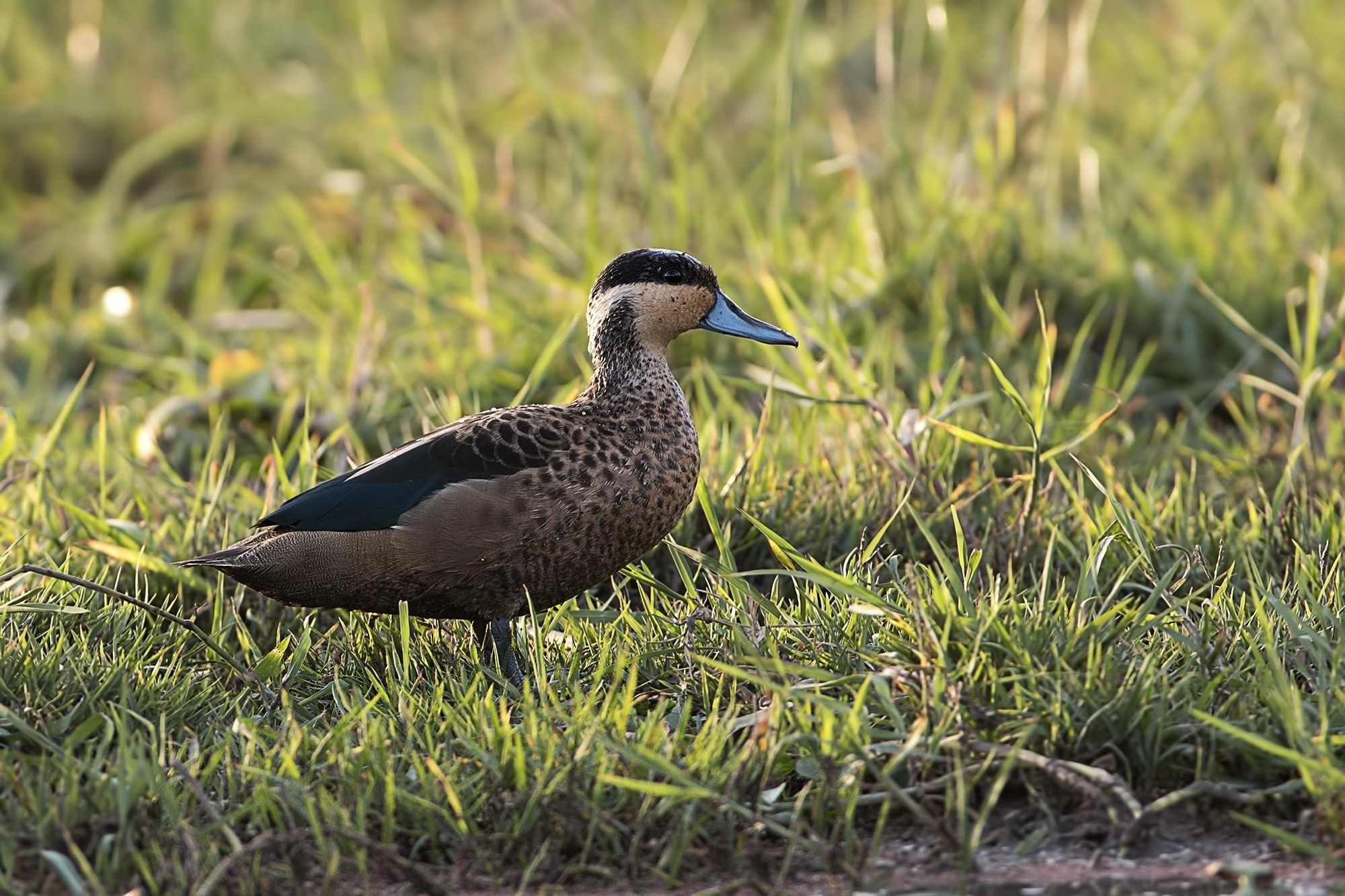 Hottentot Teal