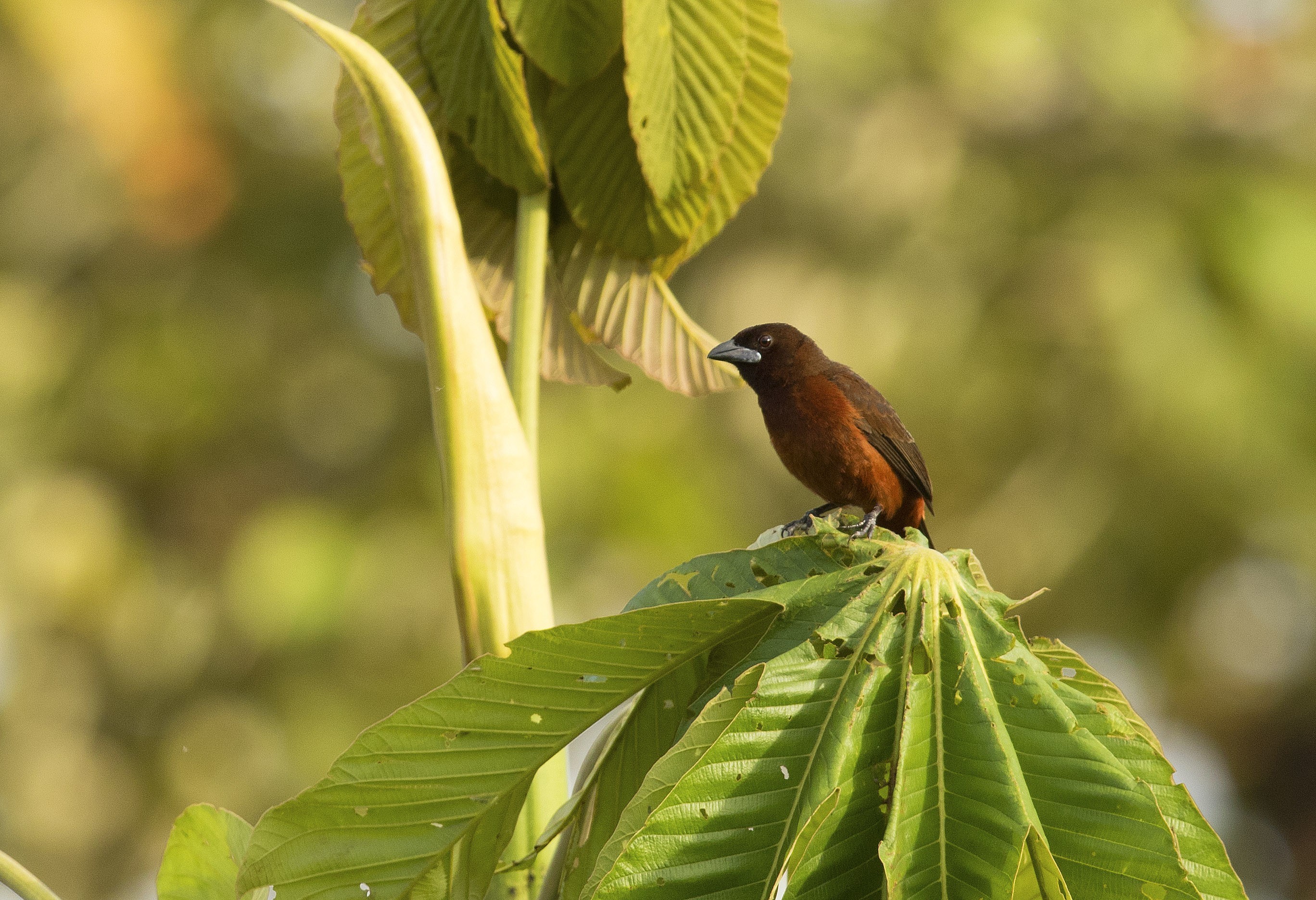 Chestnut-bellied Seed-finch