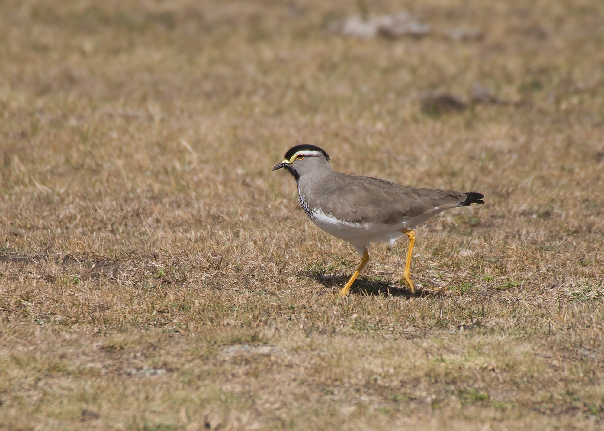 Spot-breasted Lapwing