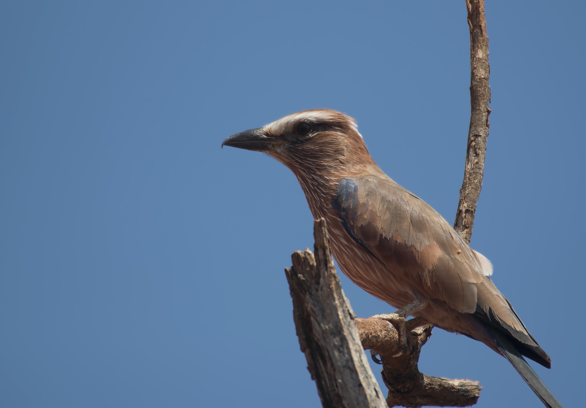 Purple Roller